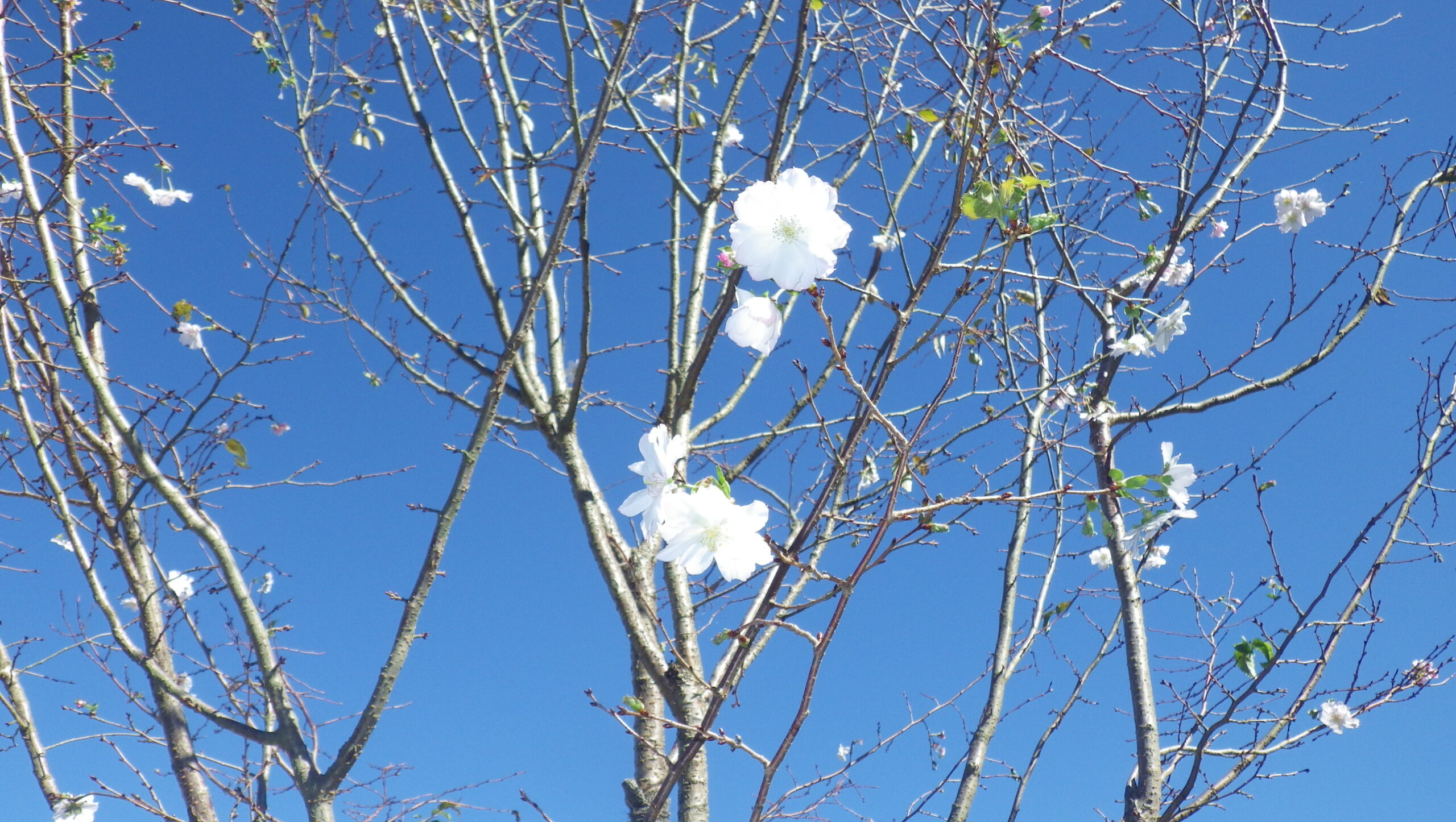 ジュウガツザクラ　芝生広場