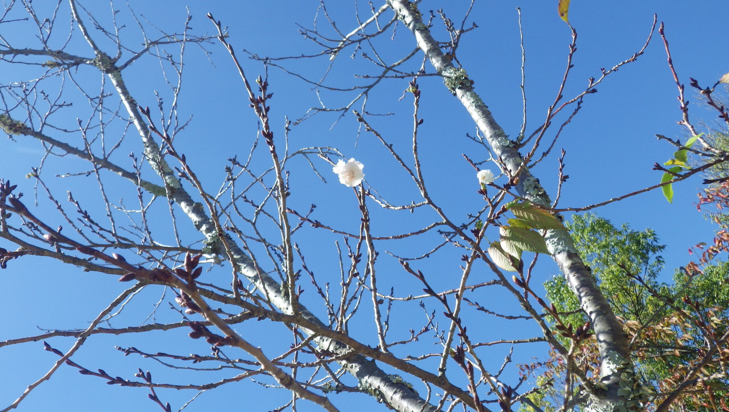 オオサカフユザクラ　芝生広場