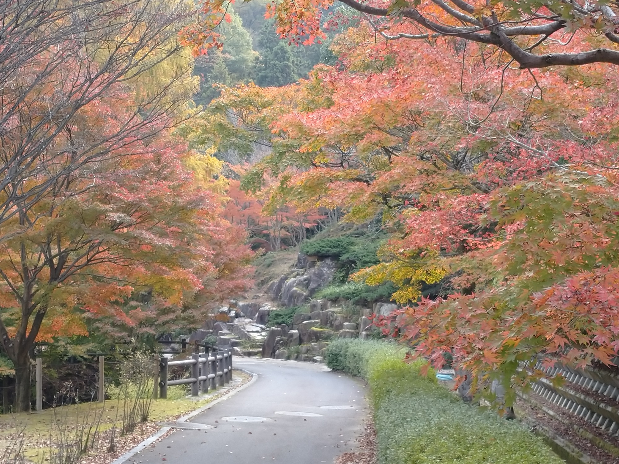 イロハモミジ　ジャブジャブ川への園路