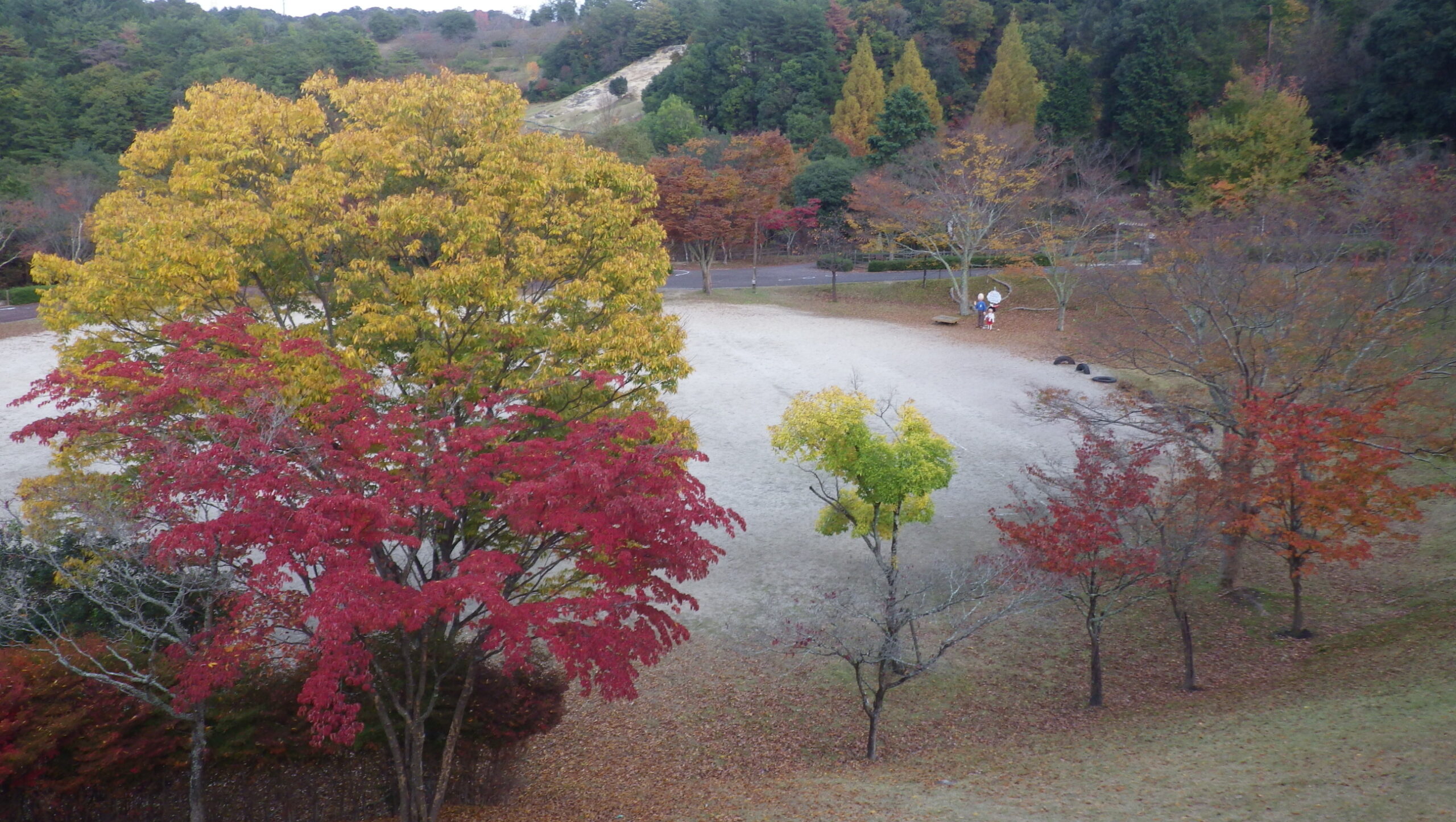 ケヤキ　中央広場