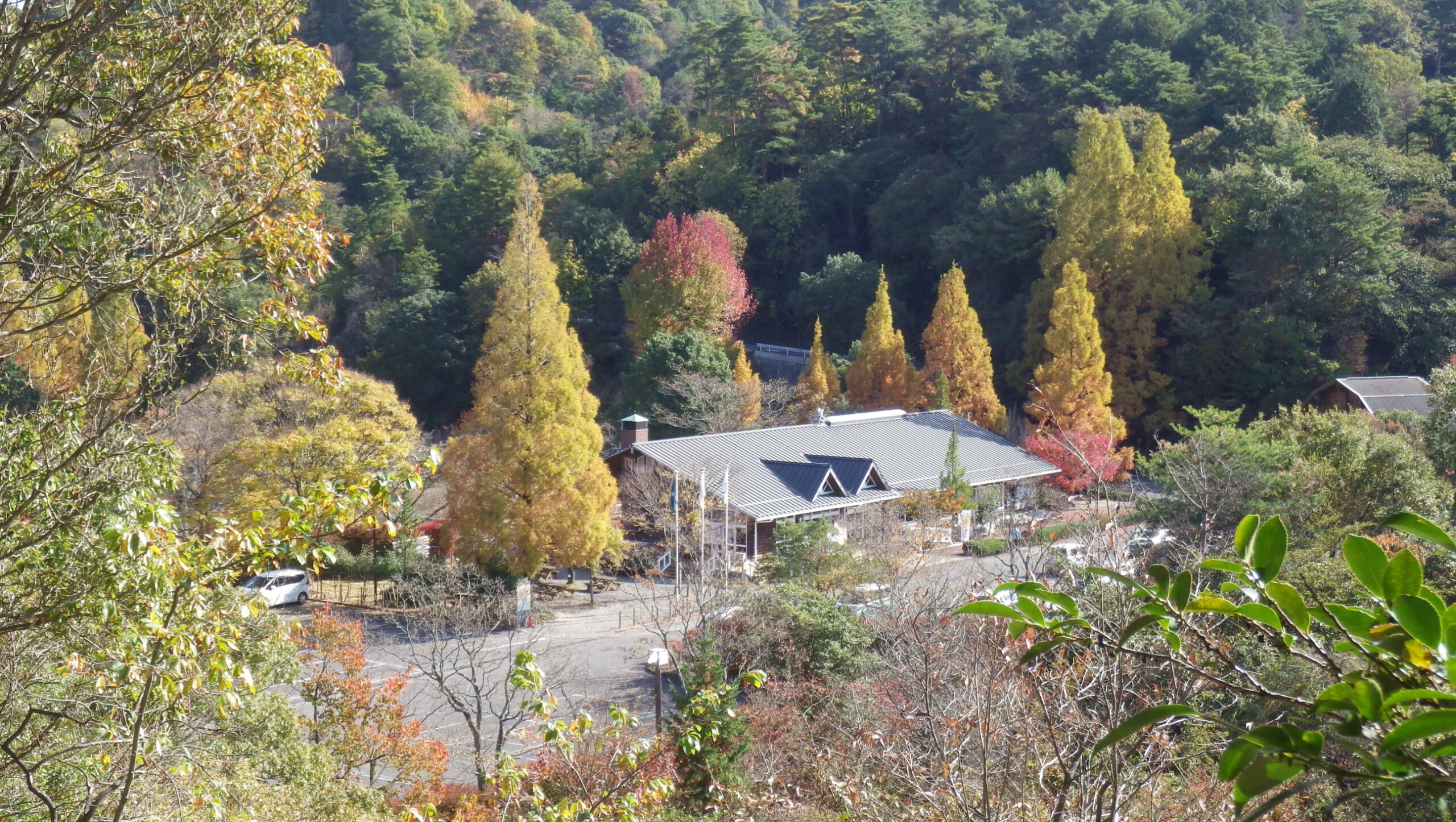 メタセコイア　山城展望台登山道中腹