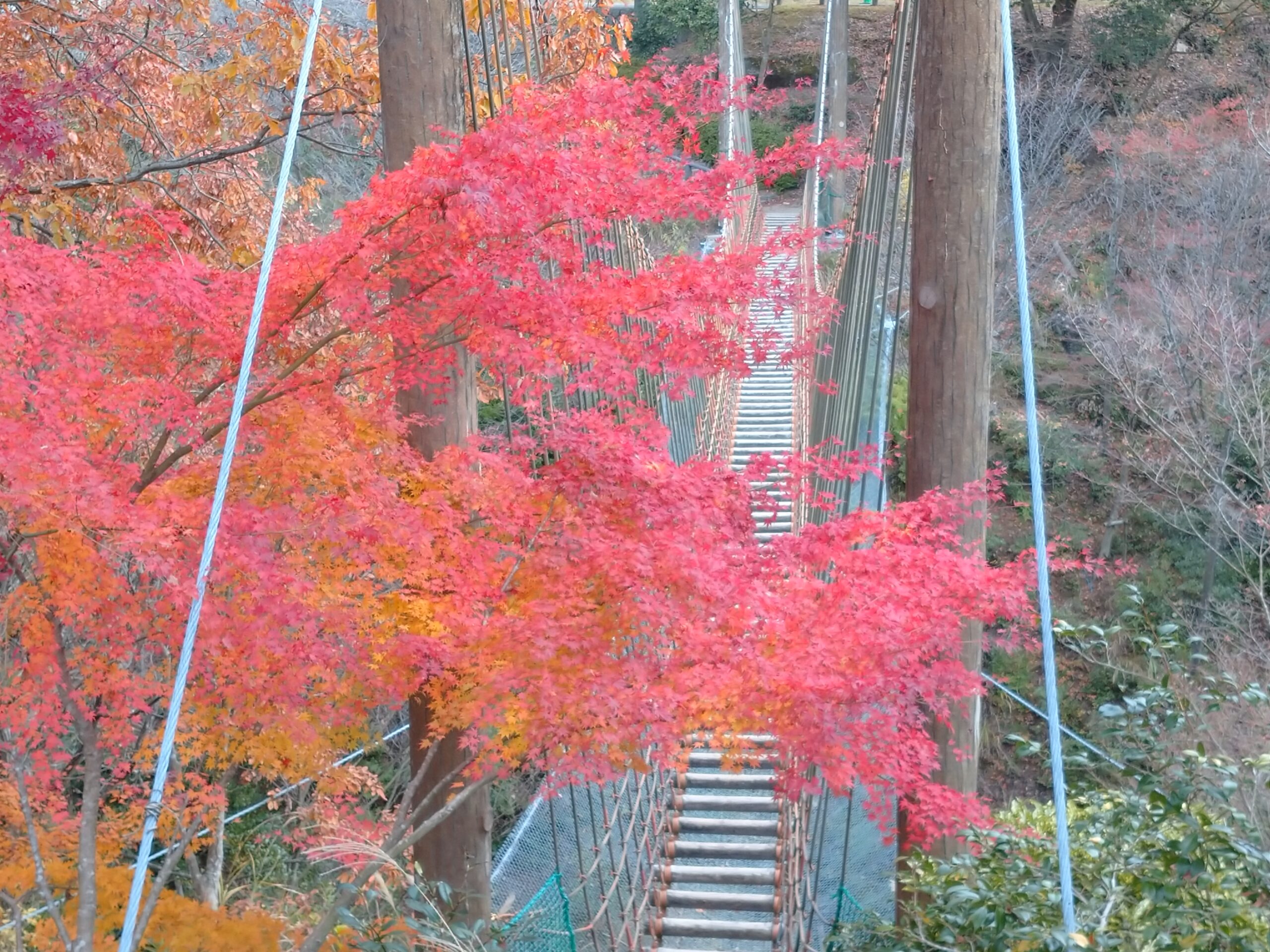 イロハモミジ　ワンパク橋