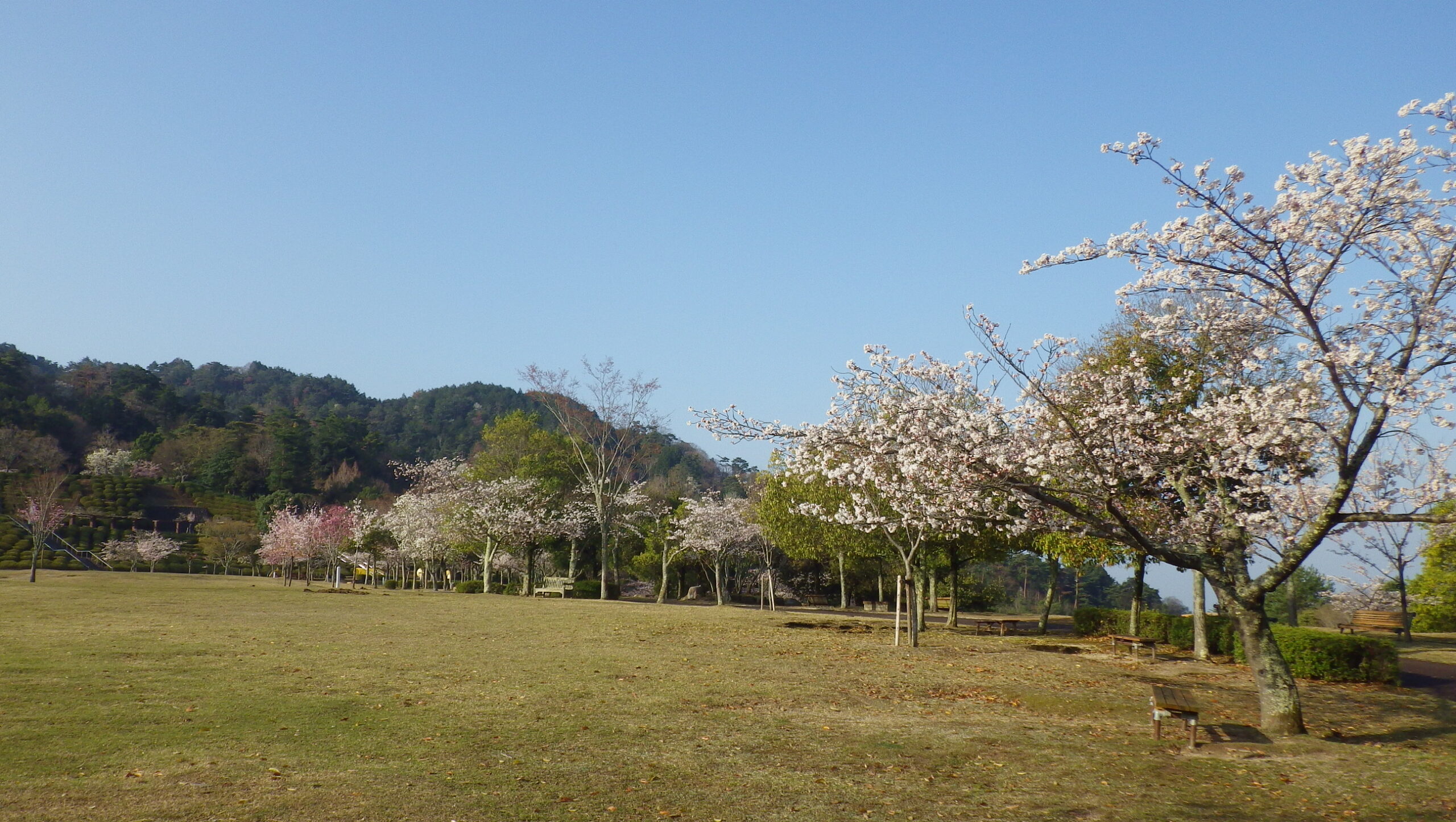 サクラ群　芝生広場