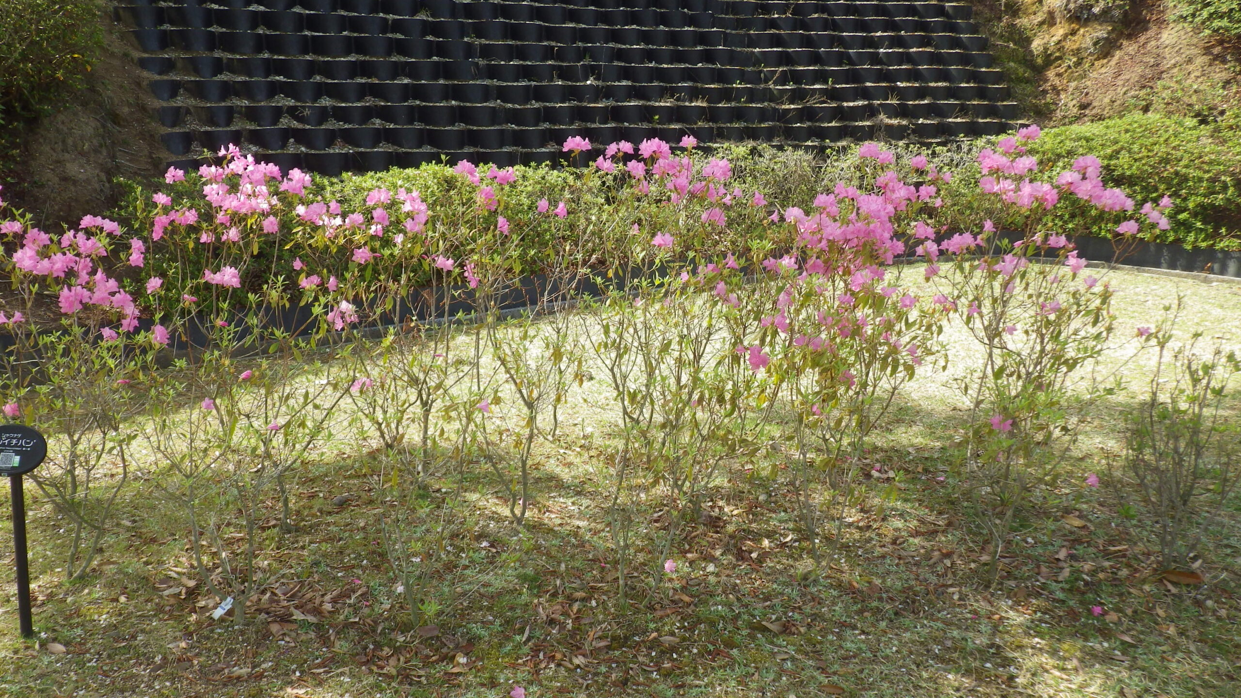 ハルイチバン　芝生広場