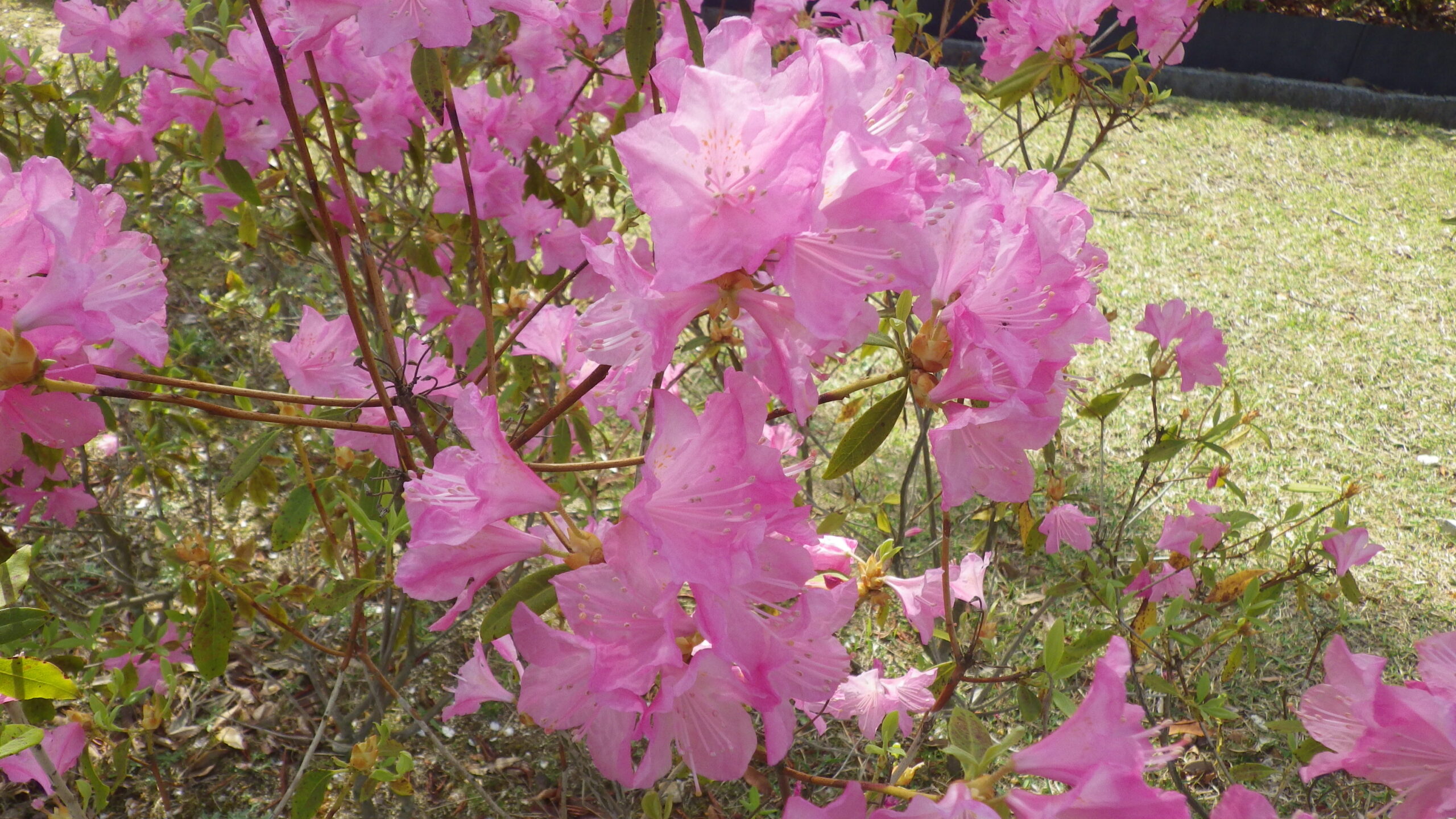 ハルイチバン　芝生広場