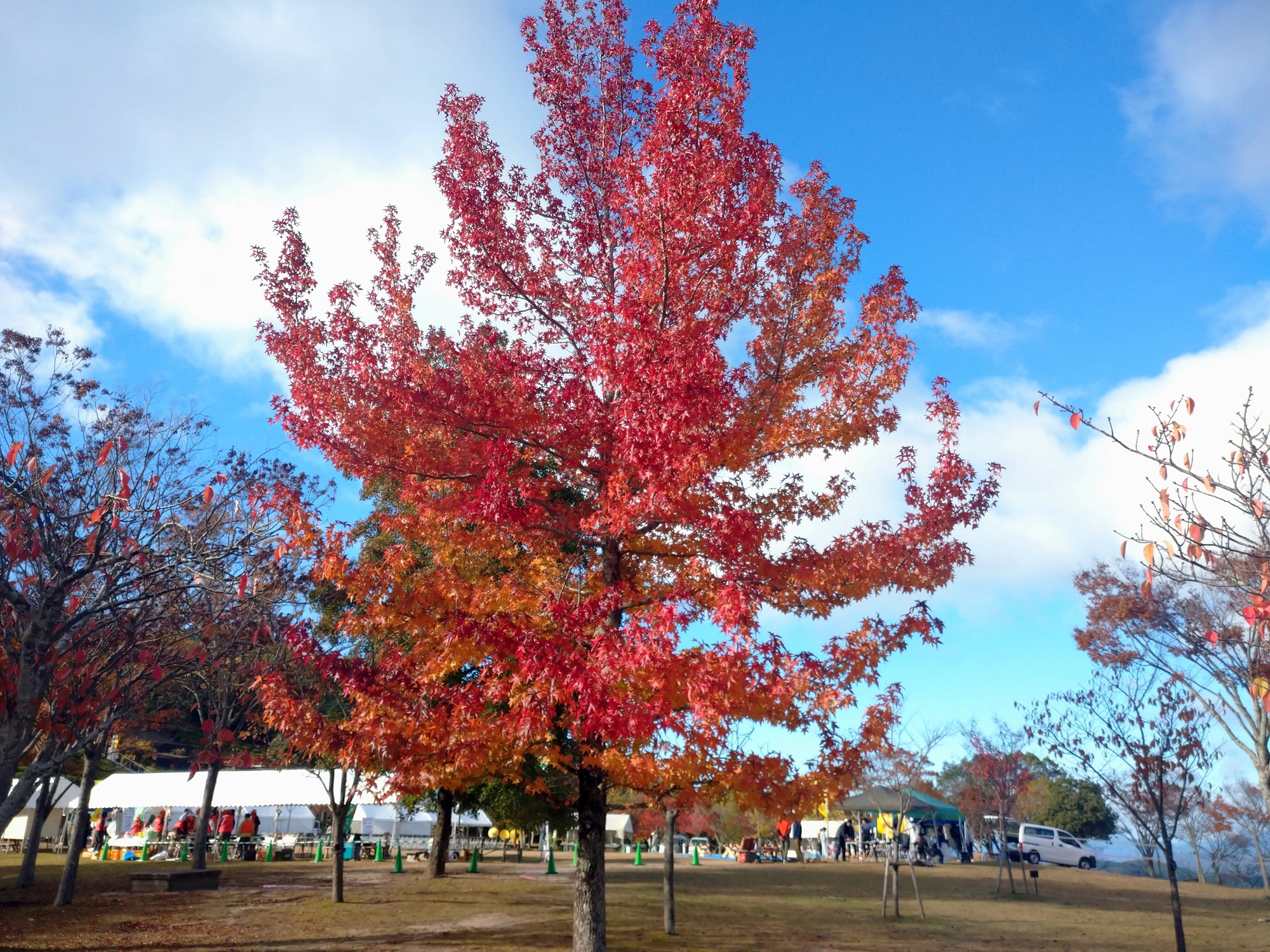 モミジバフウ　芝生広場