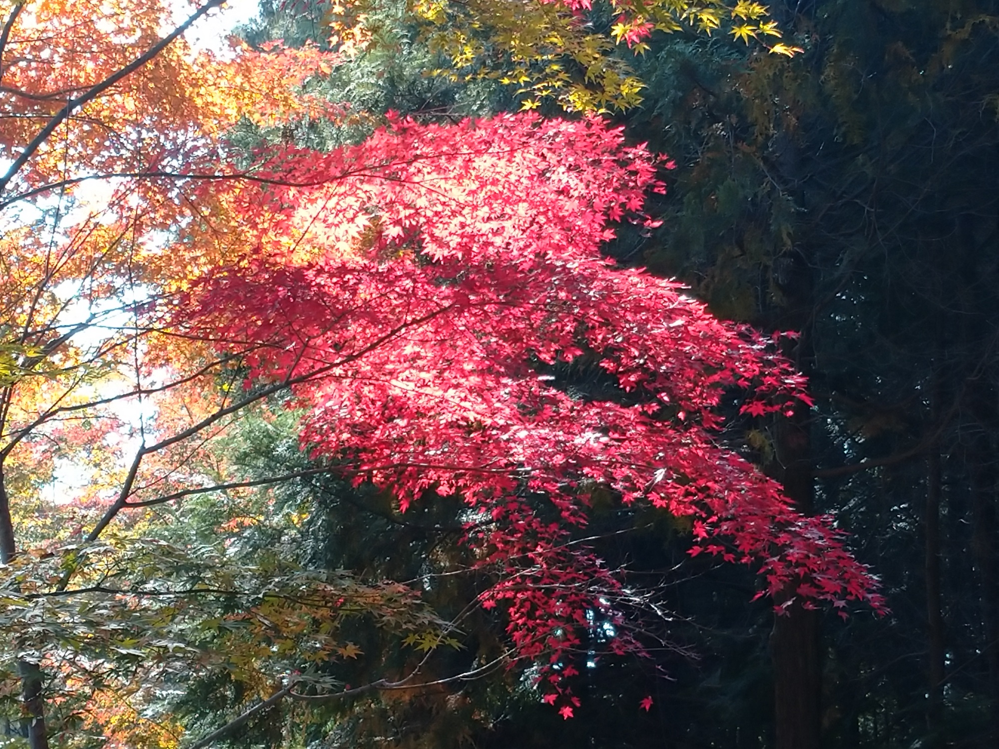 イロハモミジ　林業体験広場
