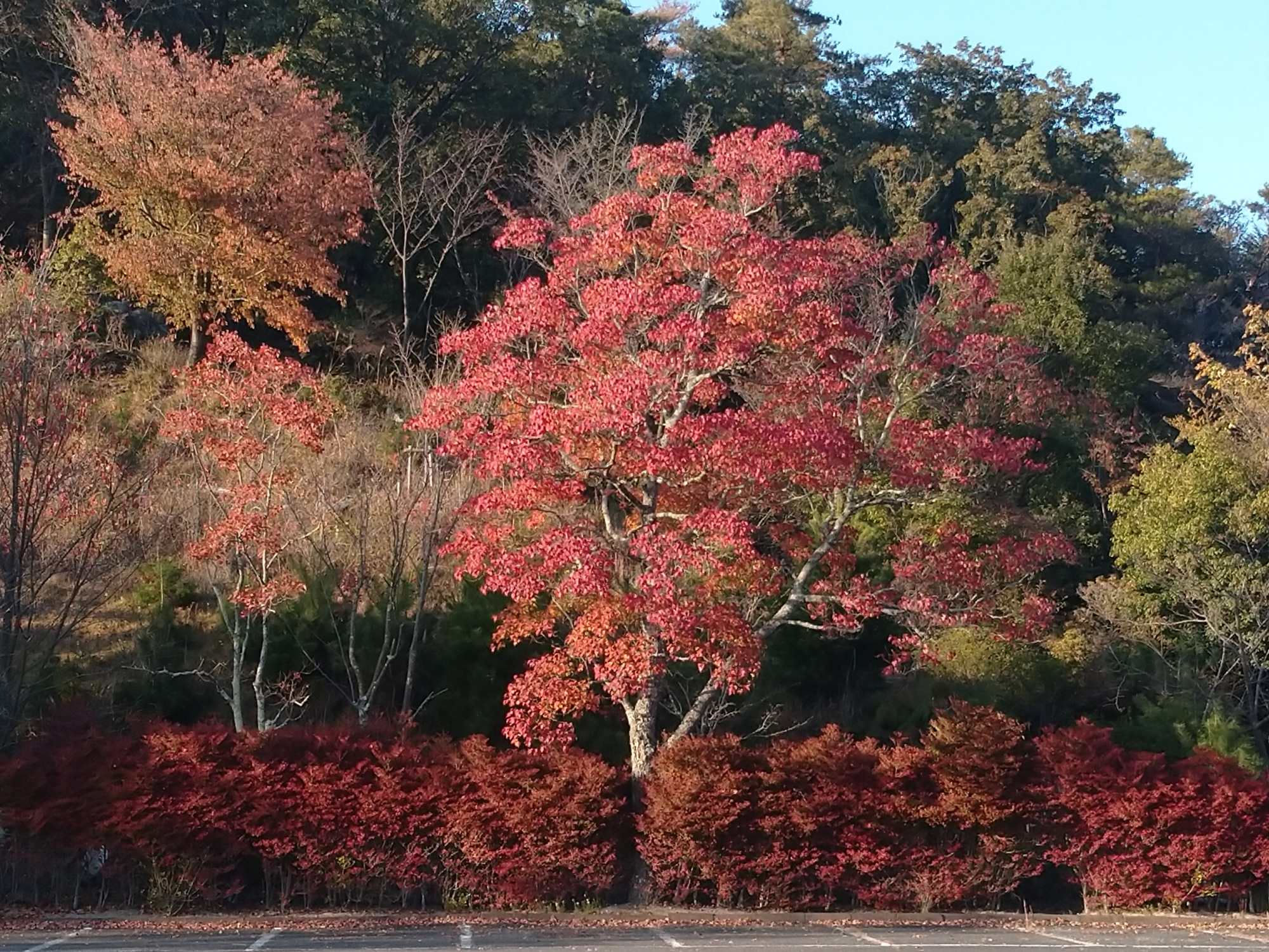 ナンキンハゼとドウダンツツジ　第一駐車場奥