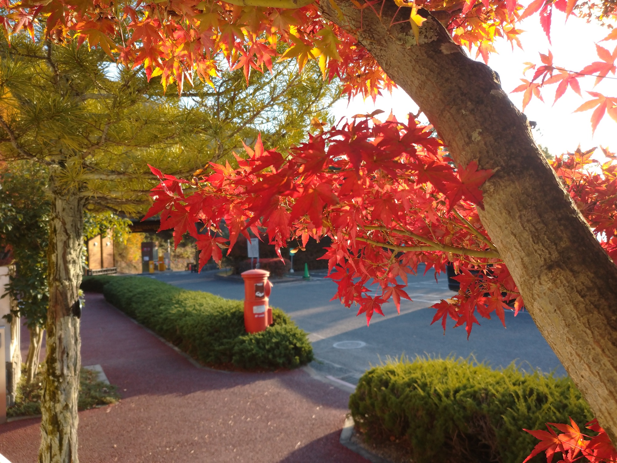 イロハモミジ　管理センター