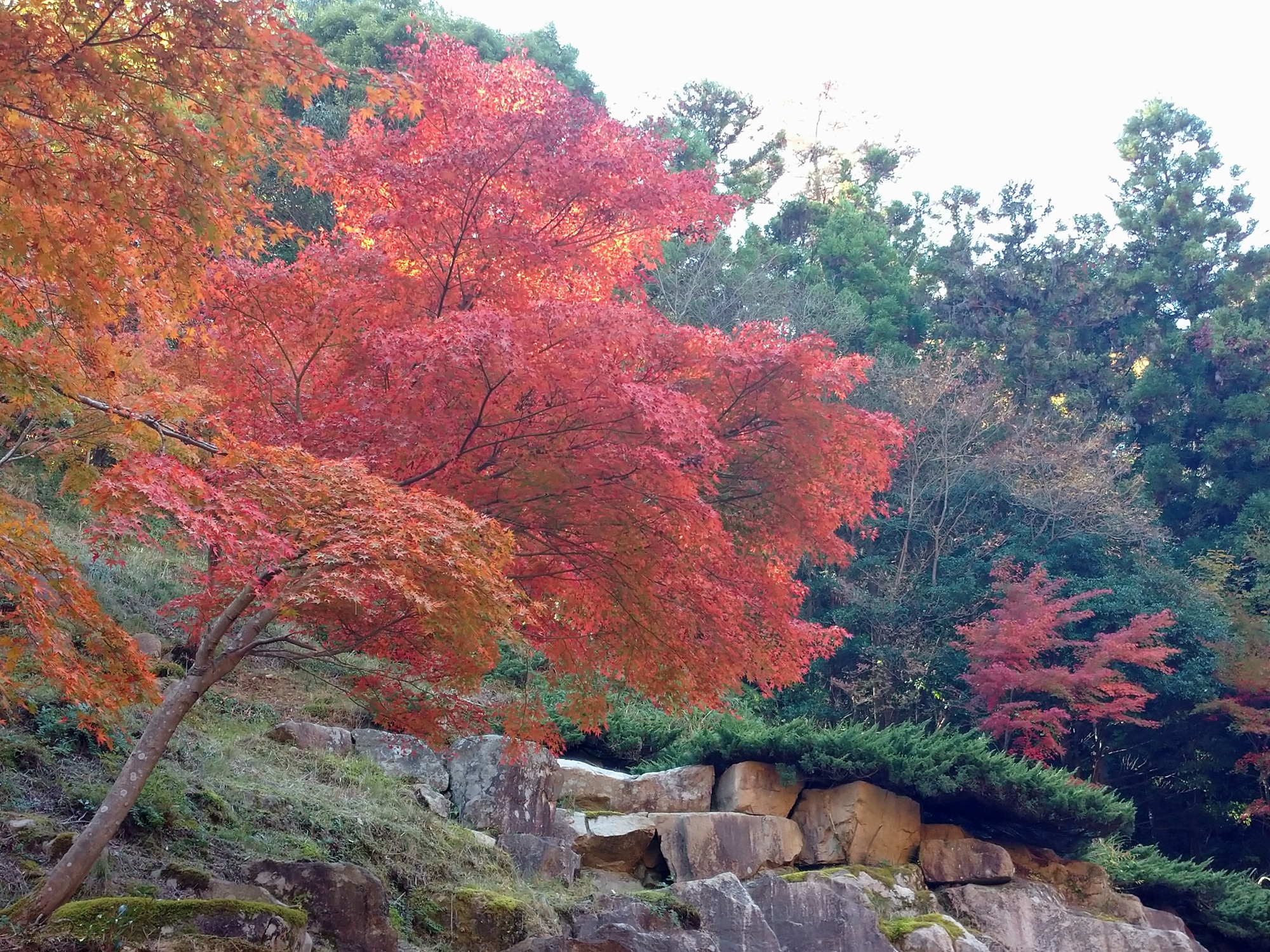イロハモミジ　ジャブジャブ川