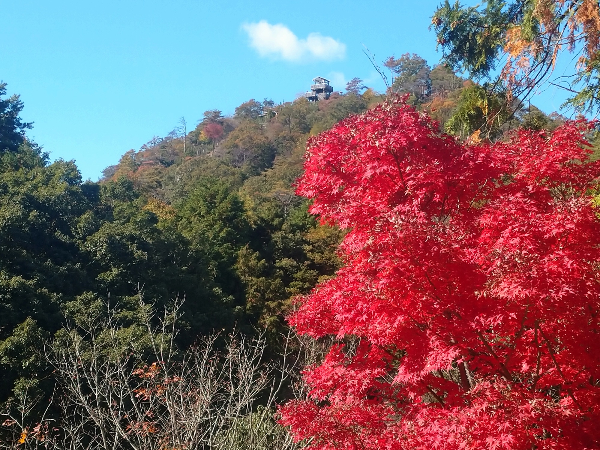 イロハモミジ　ワンパク橋