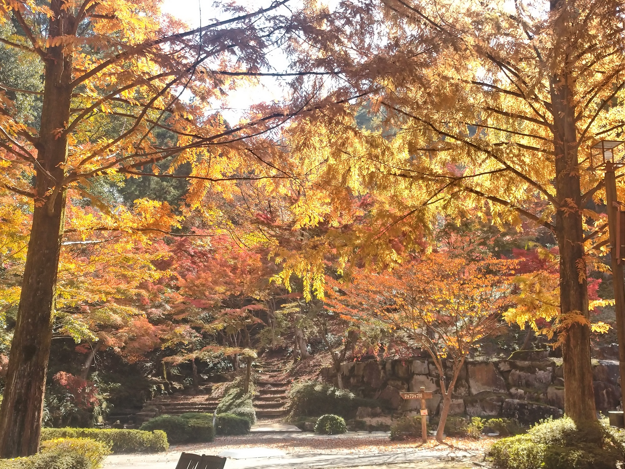 メタセコイア　ジャブジャブ川