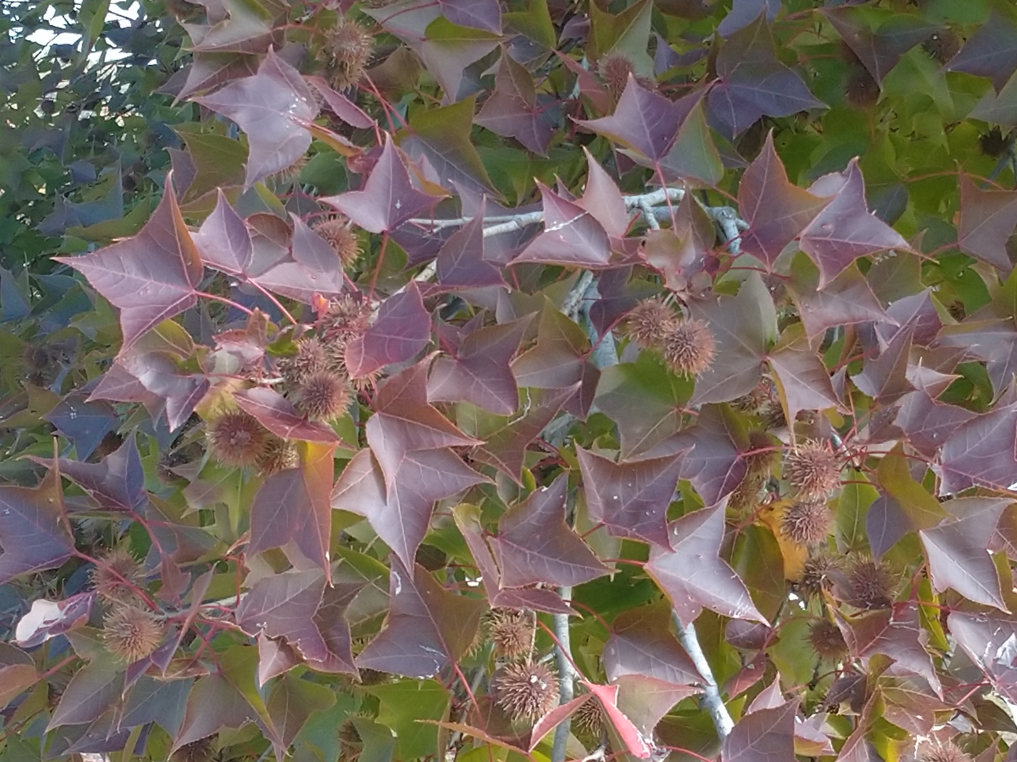 フウ　芝生広場