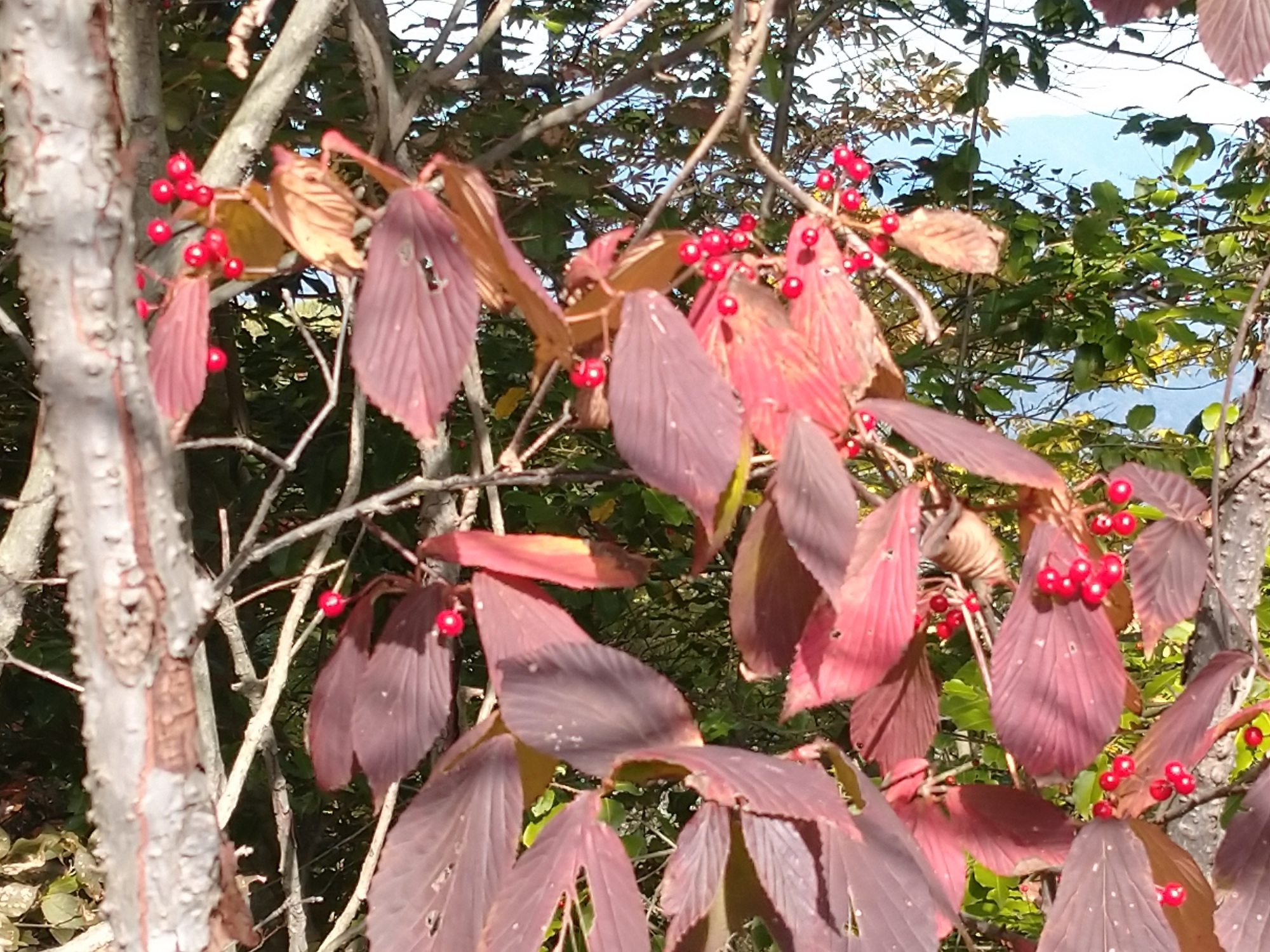 ミヤマガマズミ　芝生広場