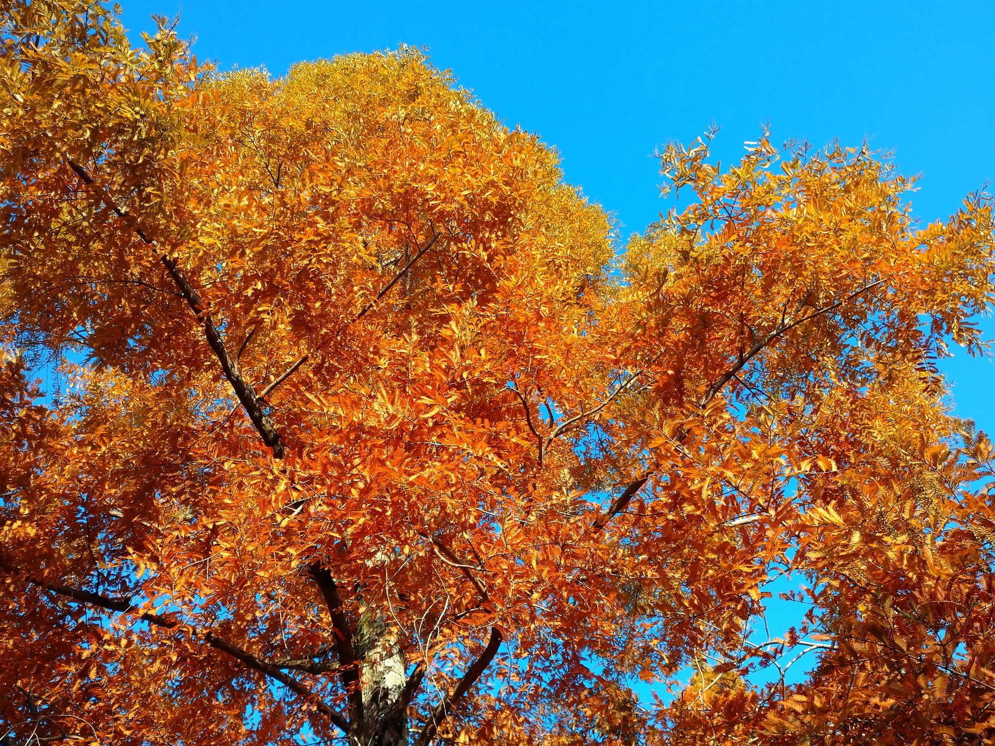 メタセコイア　管理センター