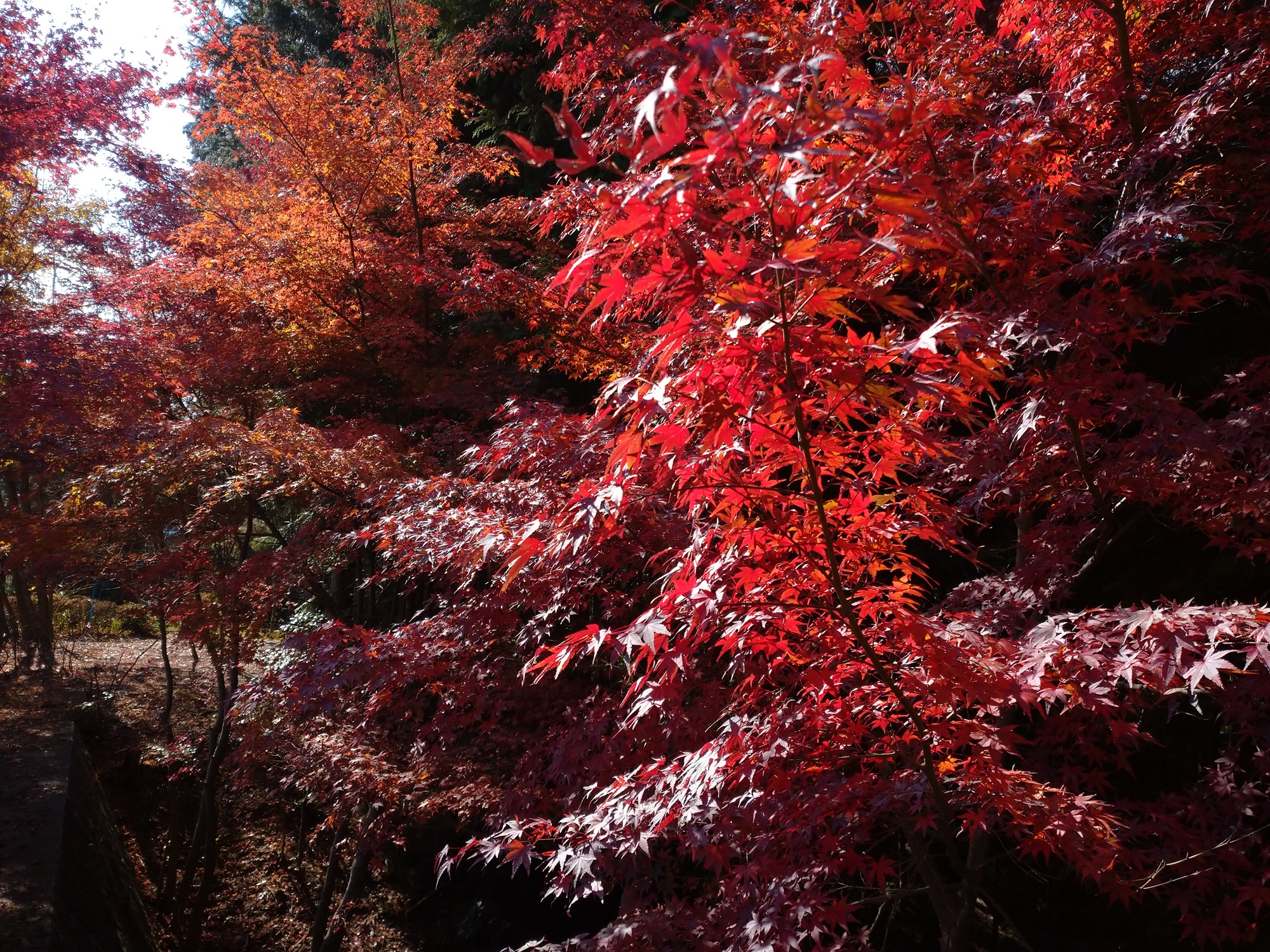 イロハモミジ　林業体験広場
