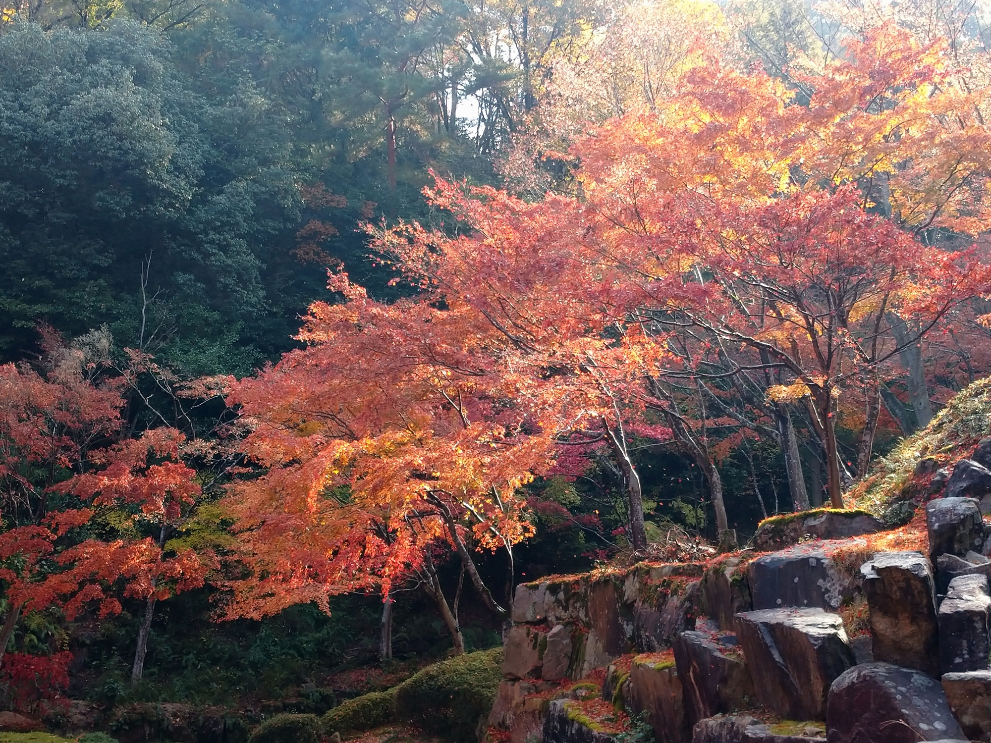 イロハモミジ　ジャブジャブ川