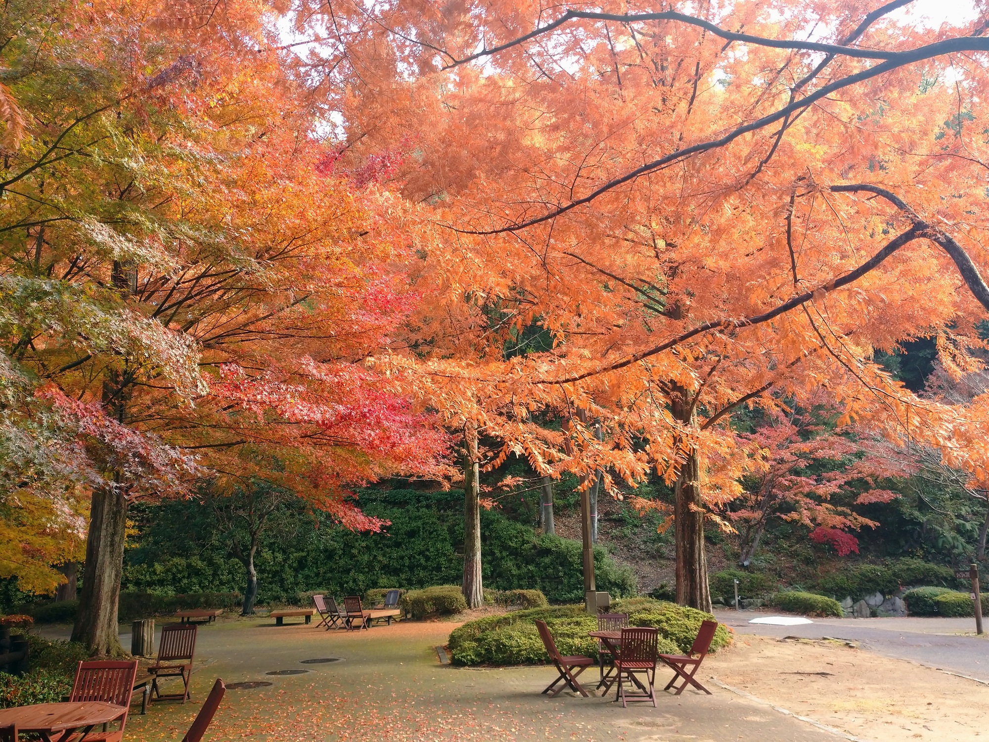 メタセコイア　ジャブジャブ川