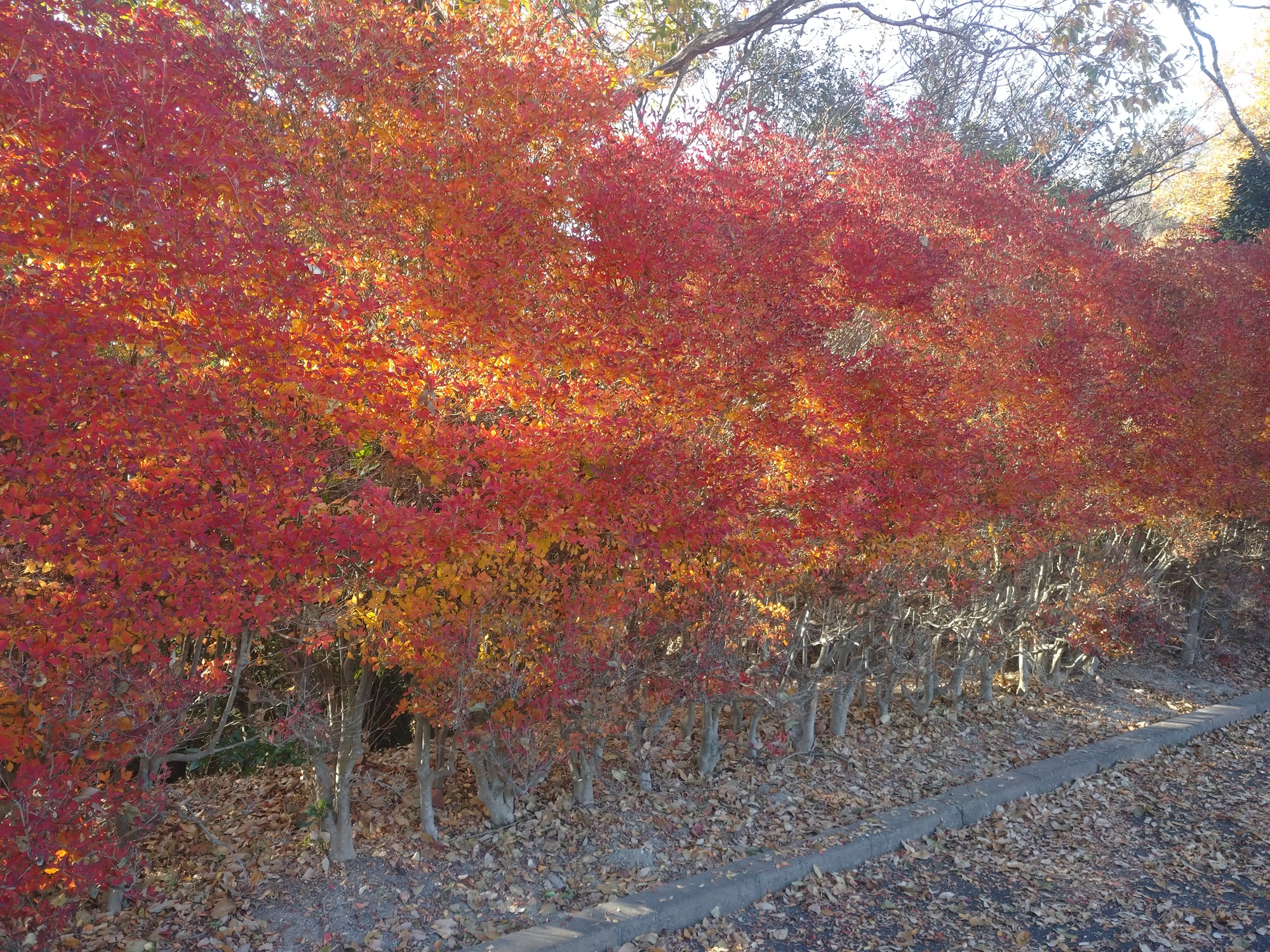 ドウダンツツジ　第一駐車場