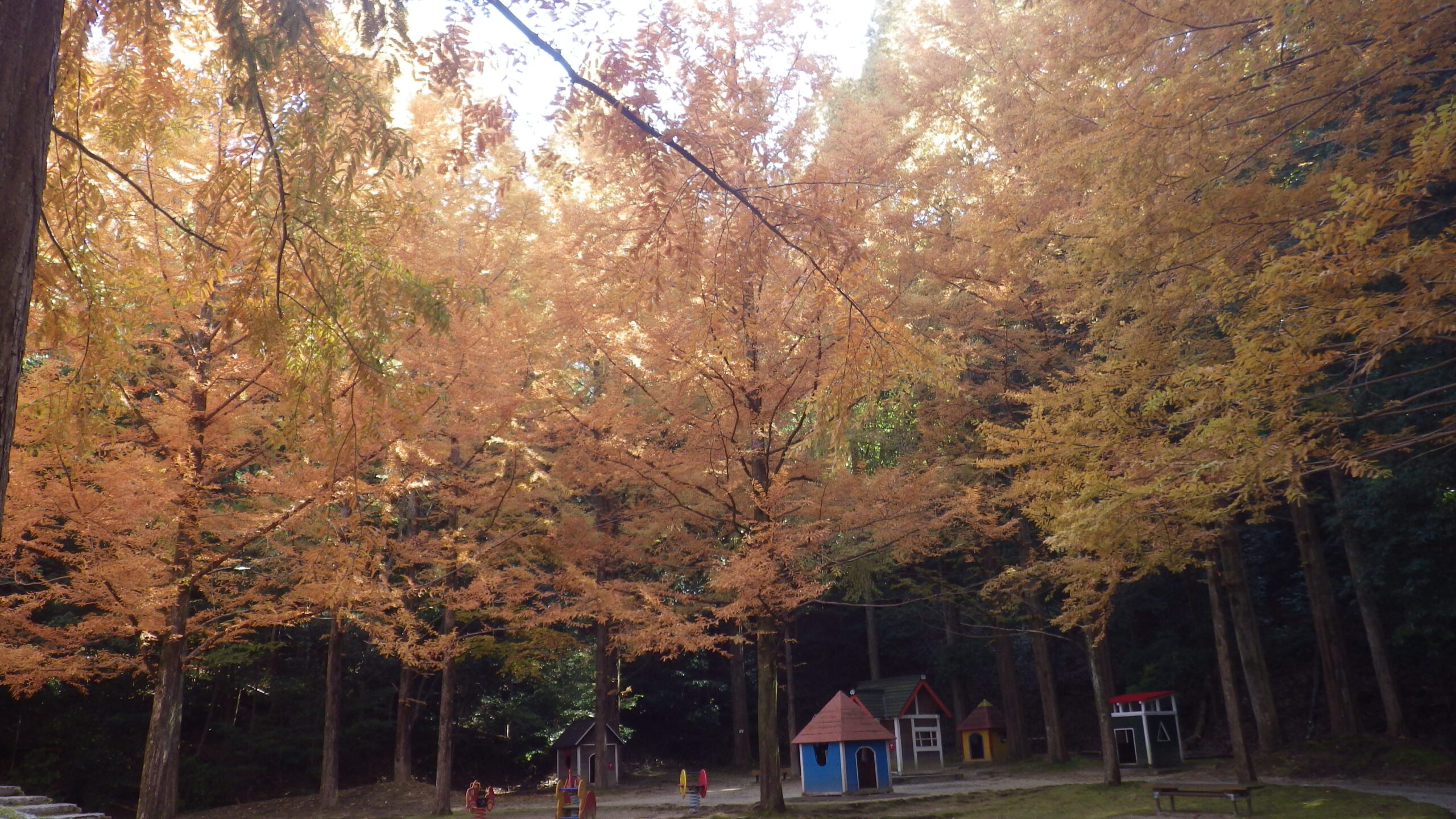 メタセコイア　メルヘンの森