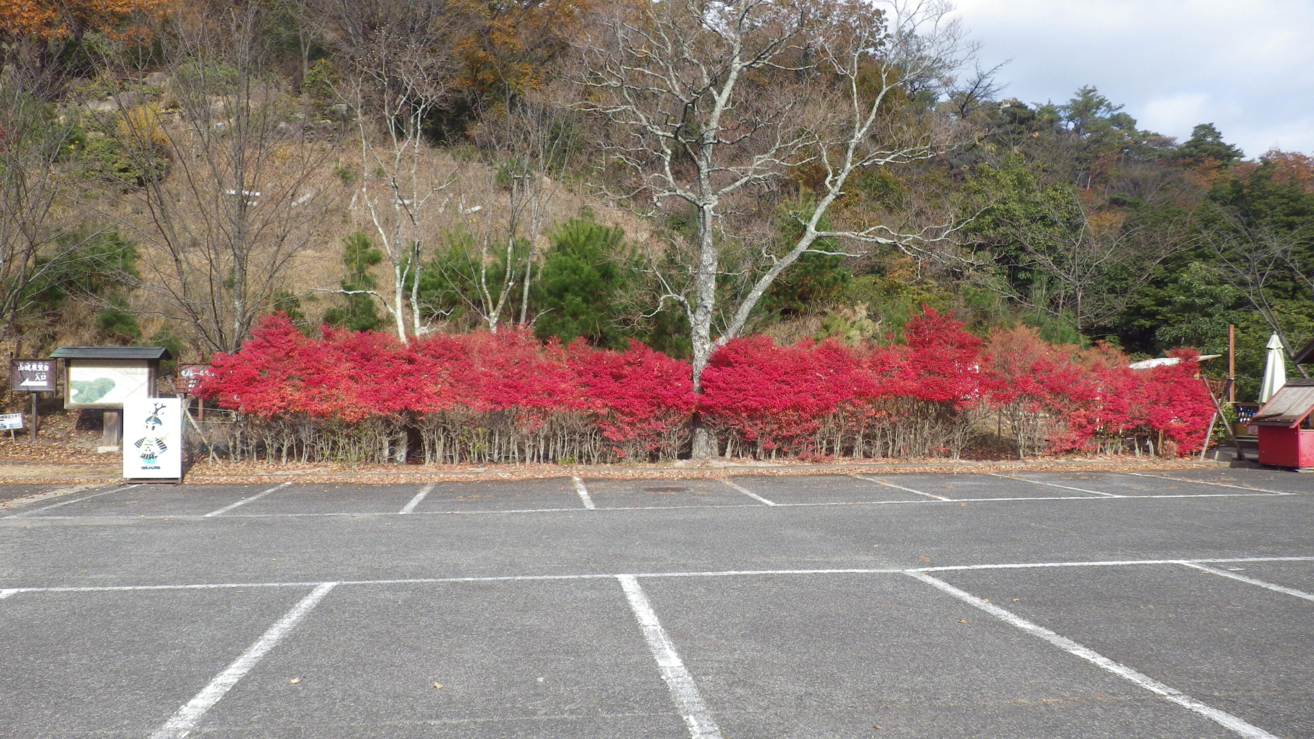 ドウダンツツジ　第一駐車場