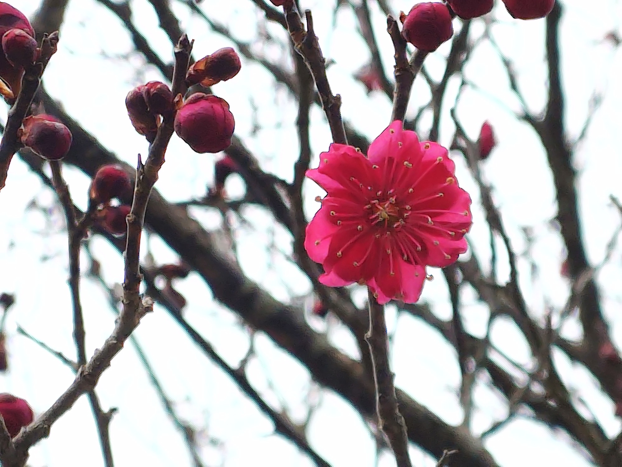 コウバイ　第一料金ゲート