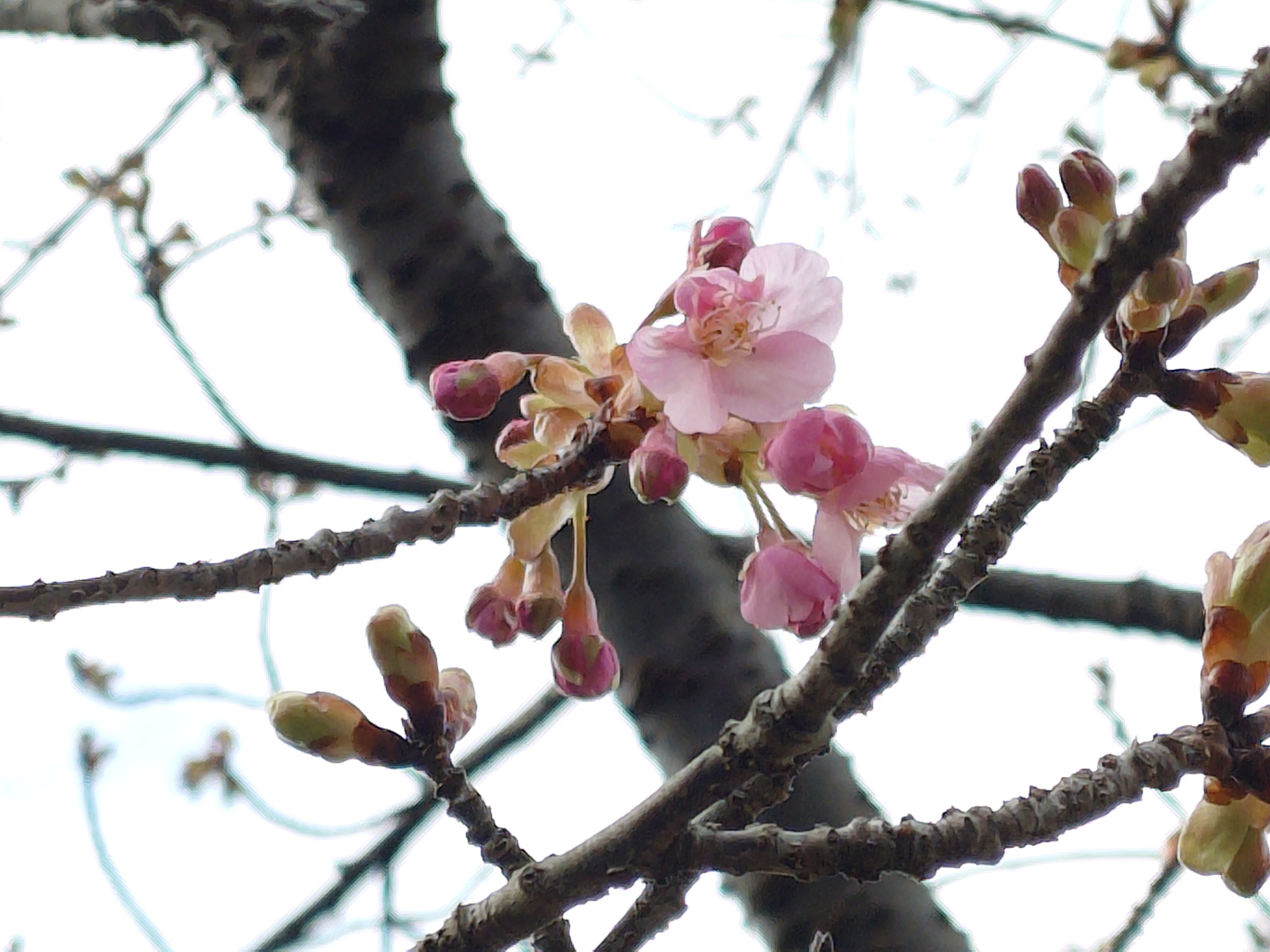 カワヅザクラ　第一料金ゲート