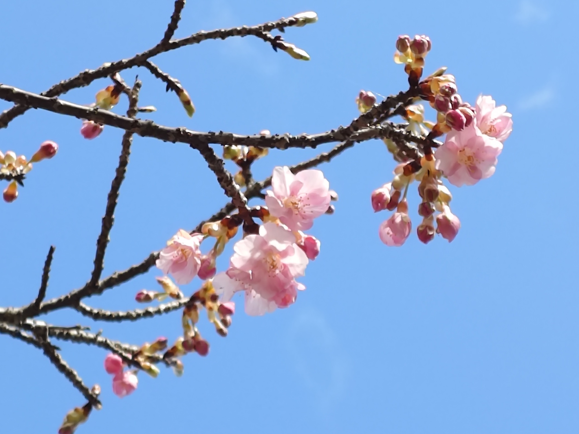 カワヅザクラ　第一料金ゲート