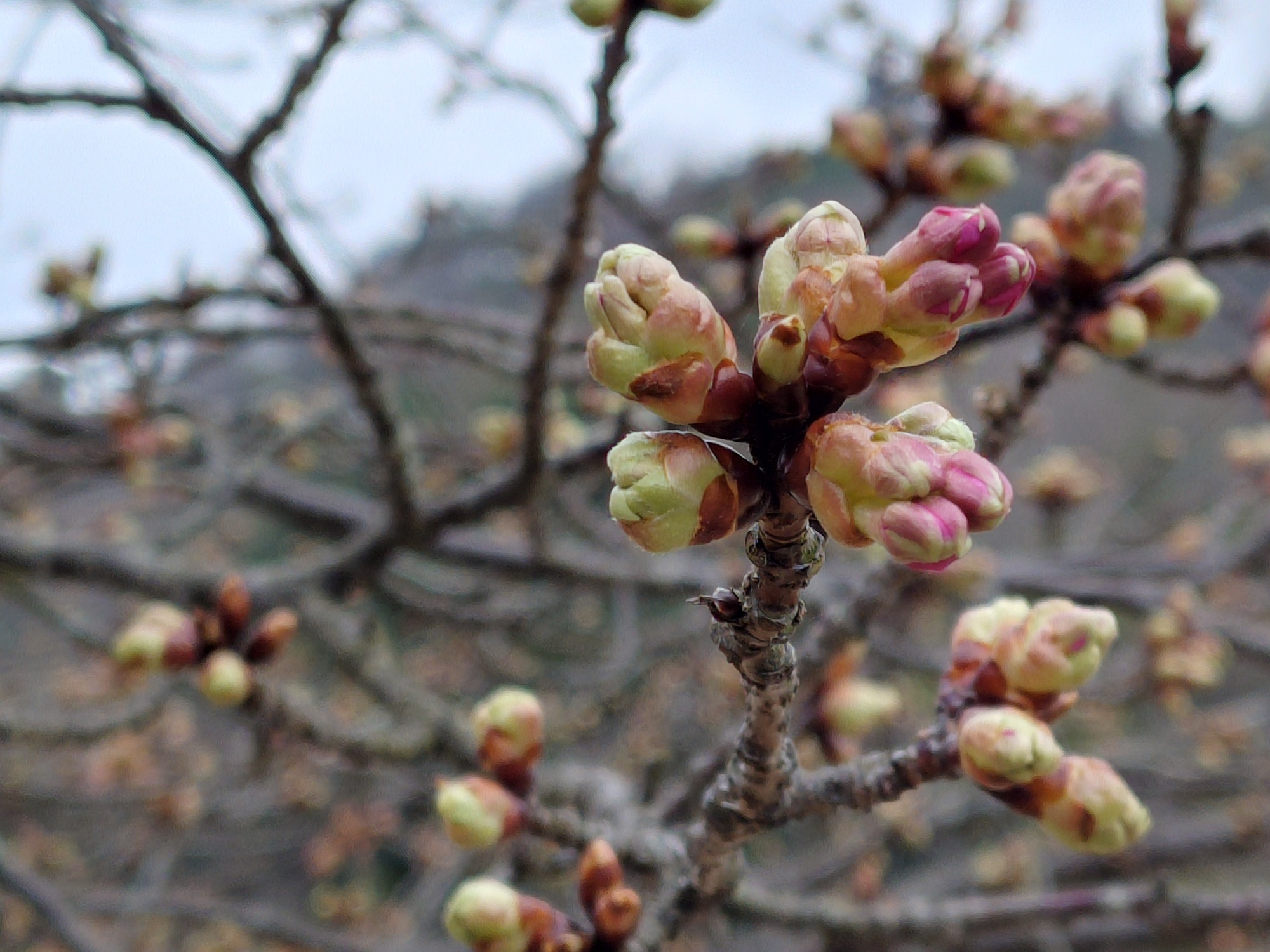 カワヅザクラ　中央広場