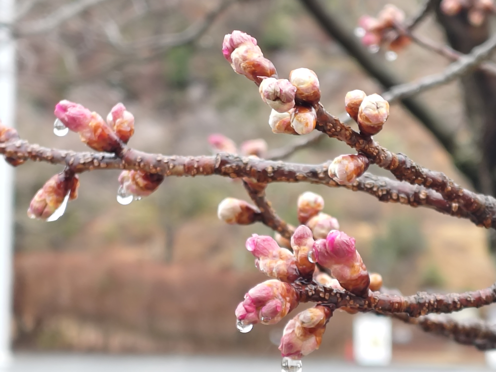 カンヒザクラ　管理センター