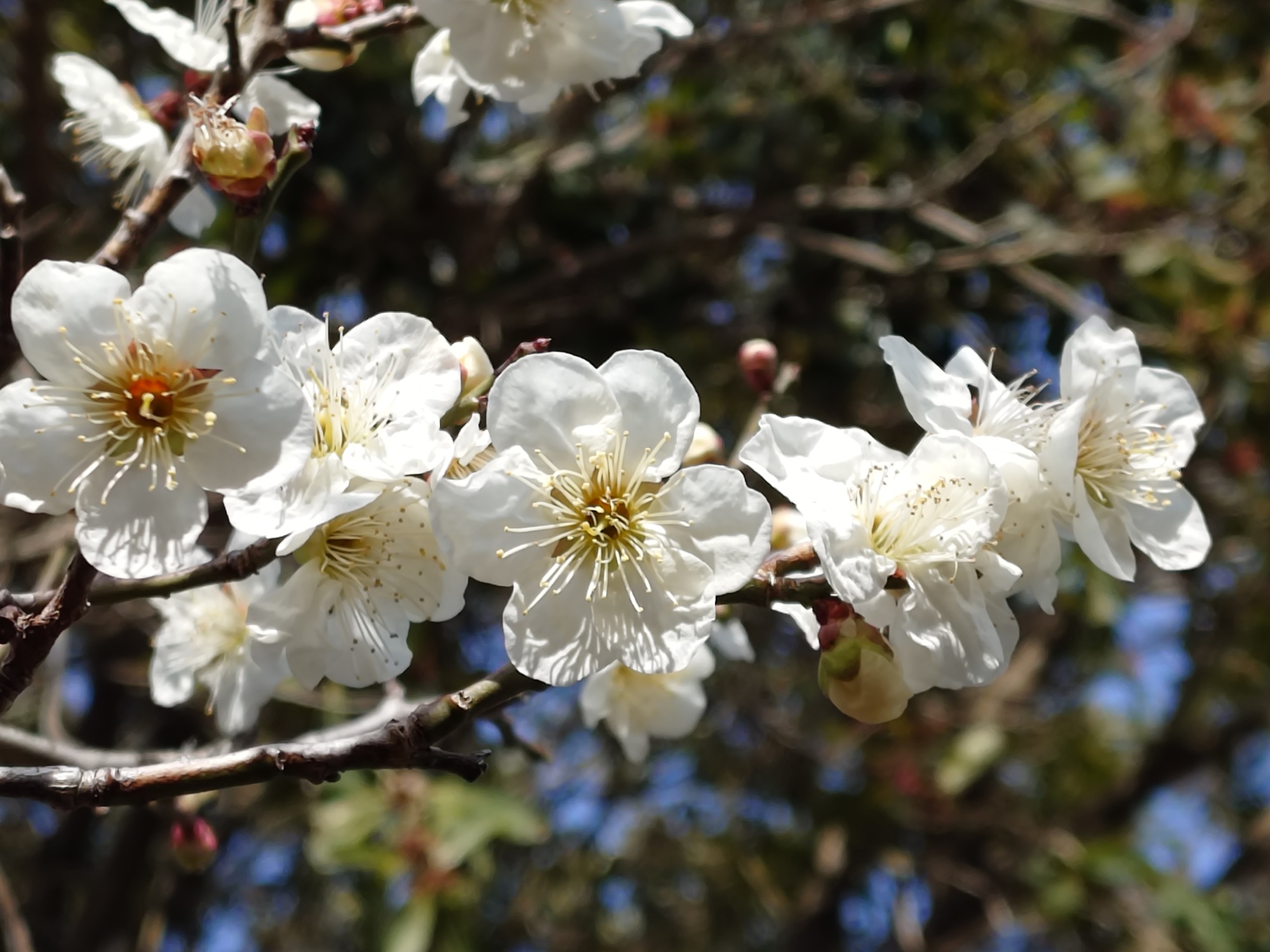 ハクバイ　第一料金ゲート