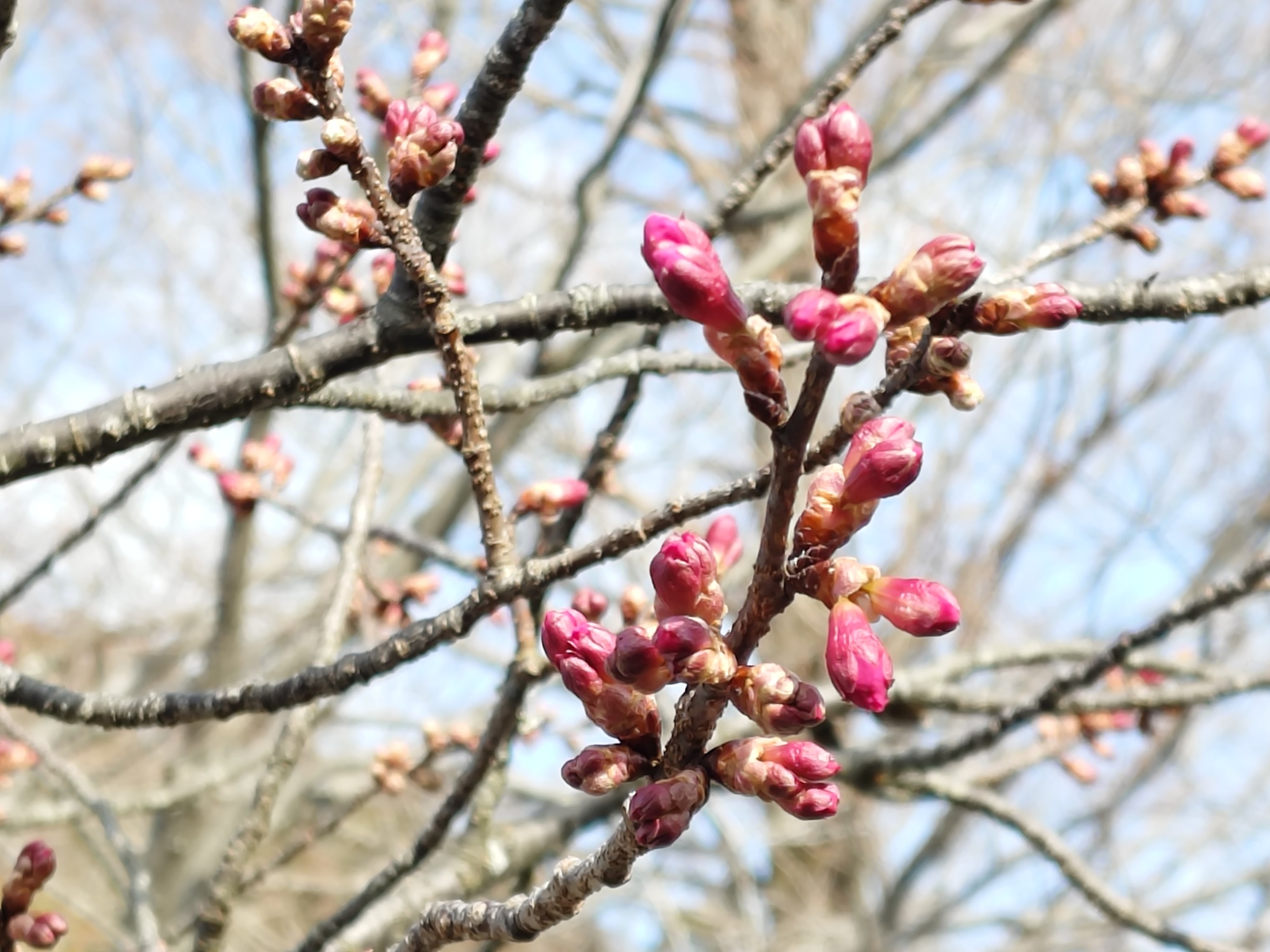 カンヒザクラ　管理センター