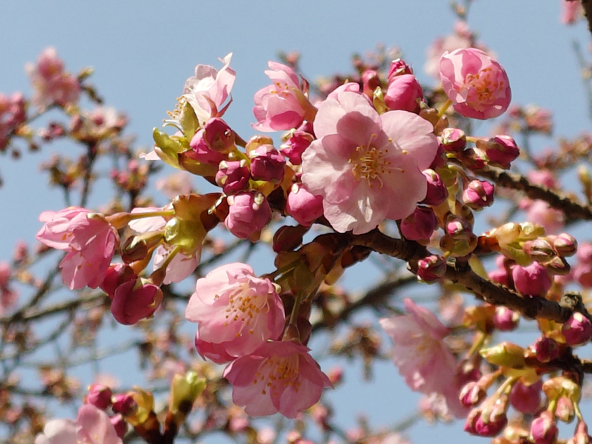 カワヅザクラ　中央広場