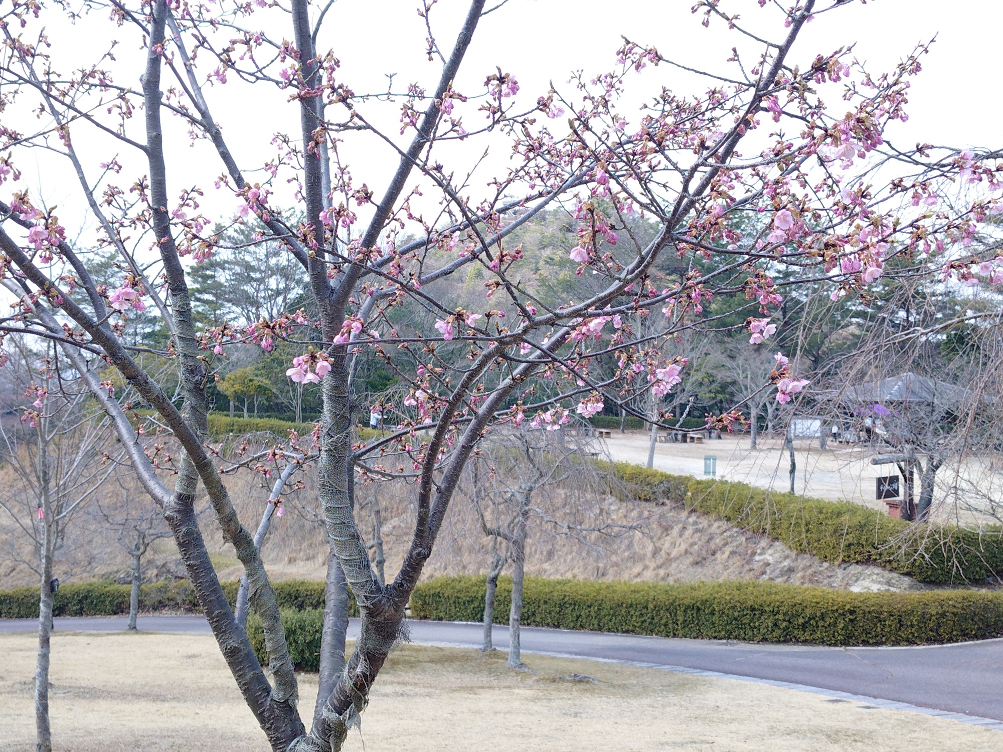 カワヅザクラ　デイキャンプ場前