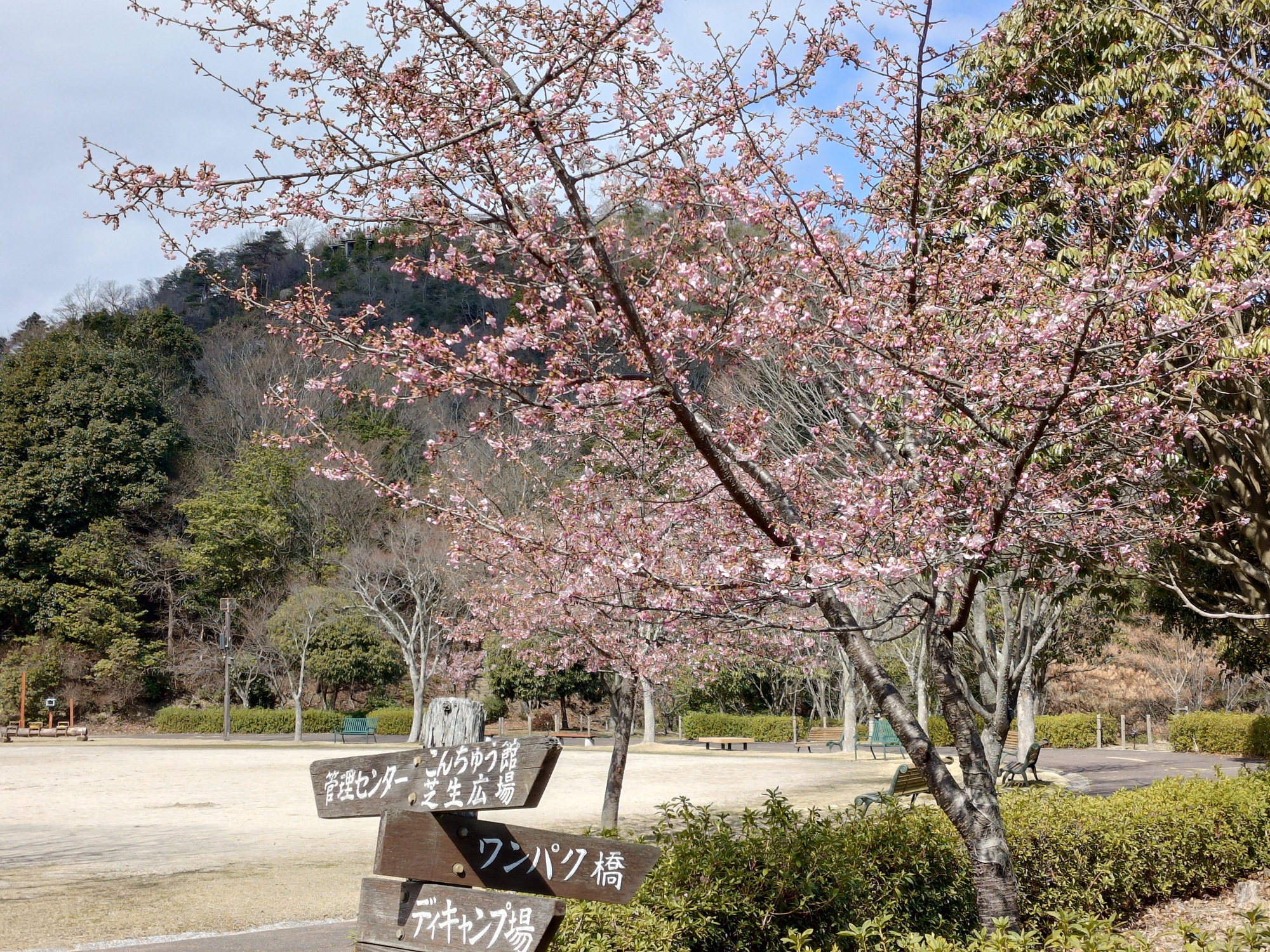 カワヅザクラ　中央広場
