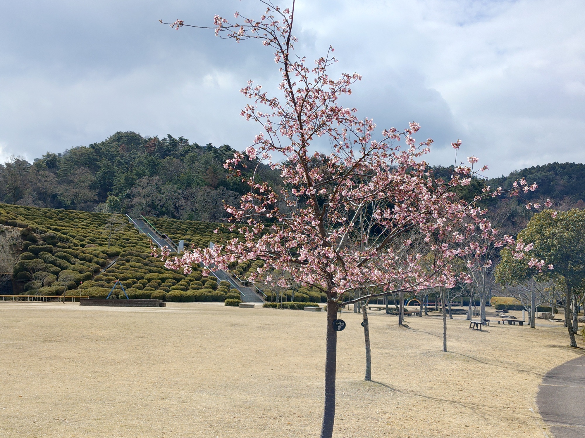 カワヅザクラ　芝生広場