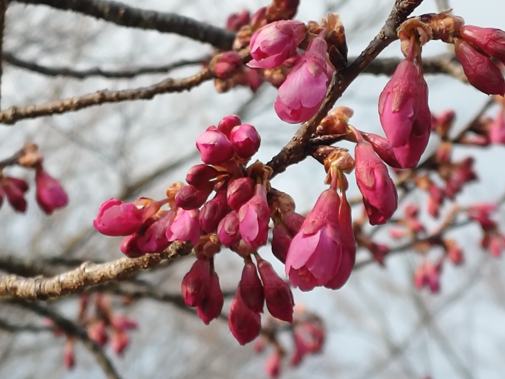 カンヒザクラ　管理センター