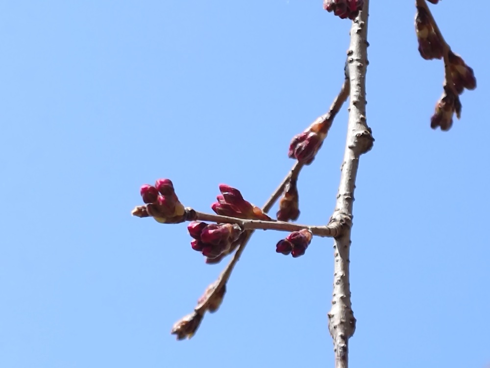 ベニシダレ　デイキャンプ場下
