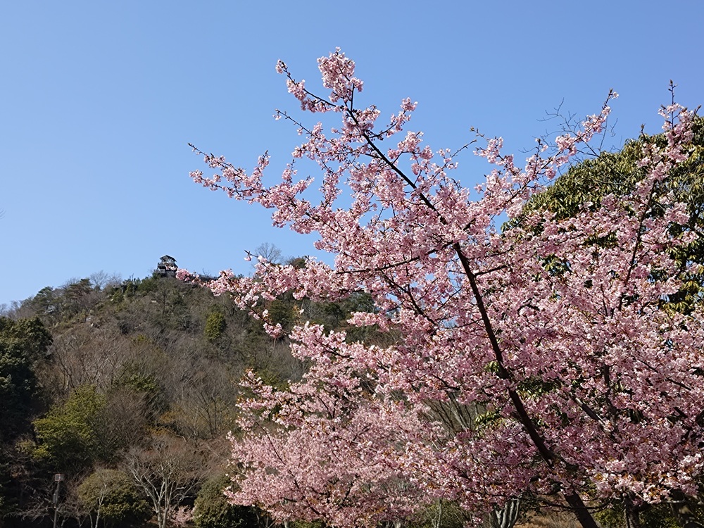 カワヅザクラ　中央広場