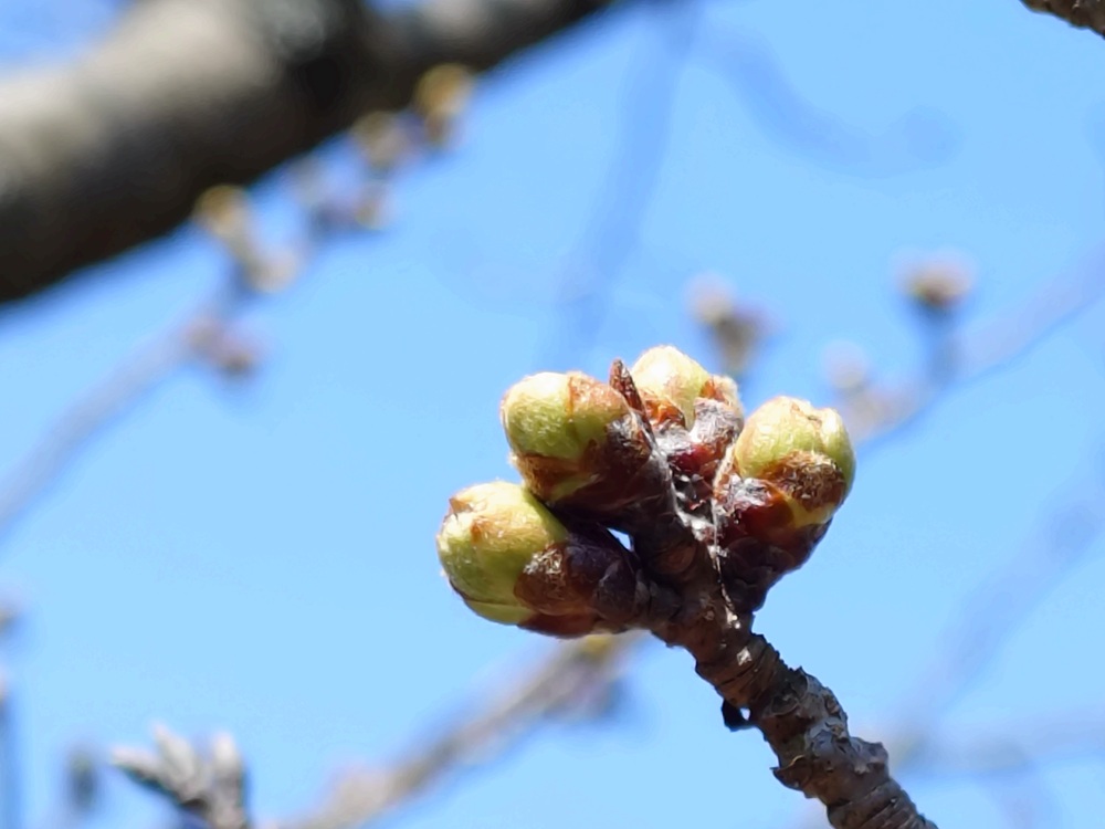 ソメイヨシノ　デイキャンプ場下
