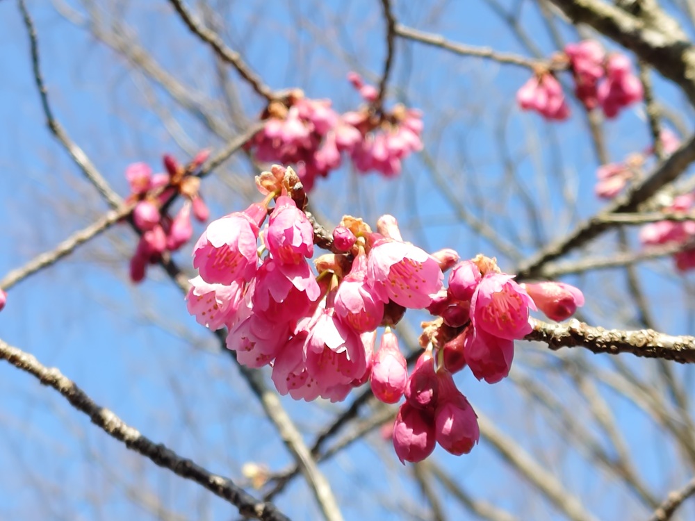 カンヒザクラ　管理センター