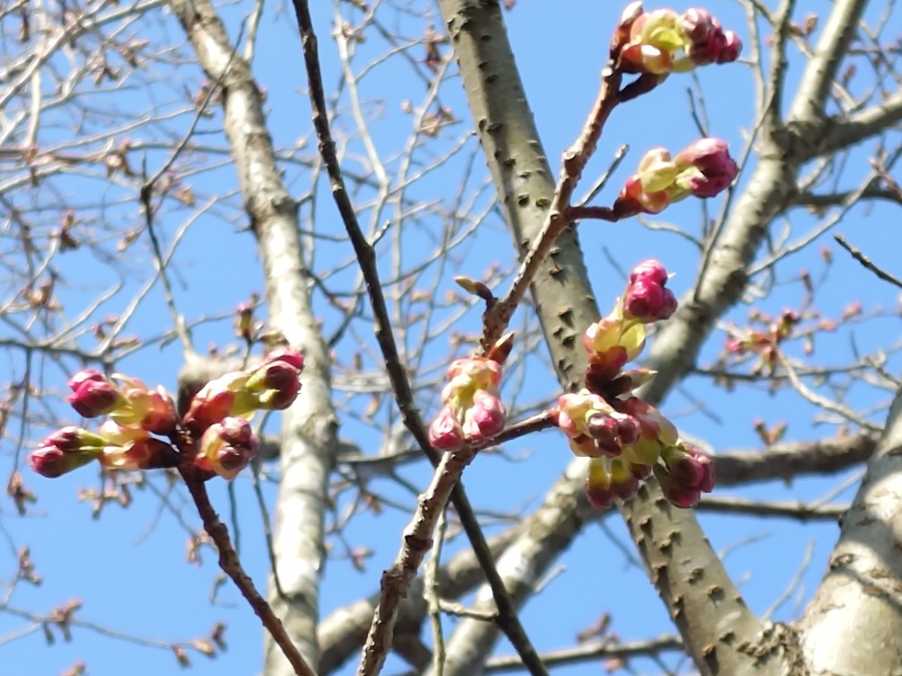 ヨウコウ　第一駐車場