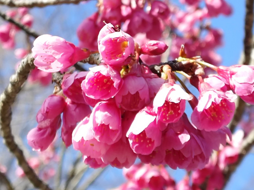 カンヒザクラ　管理センター