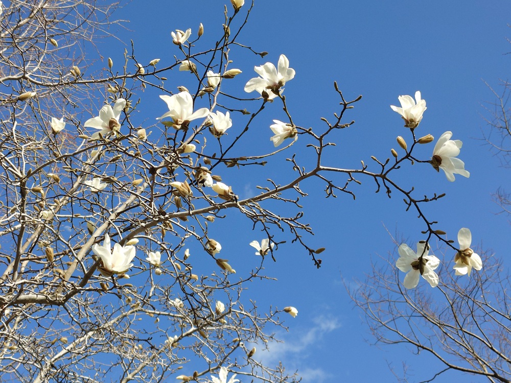 コブシ　管理センター