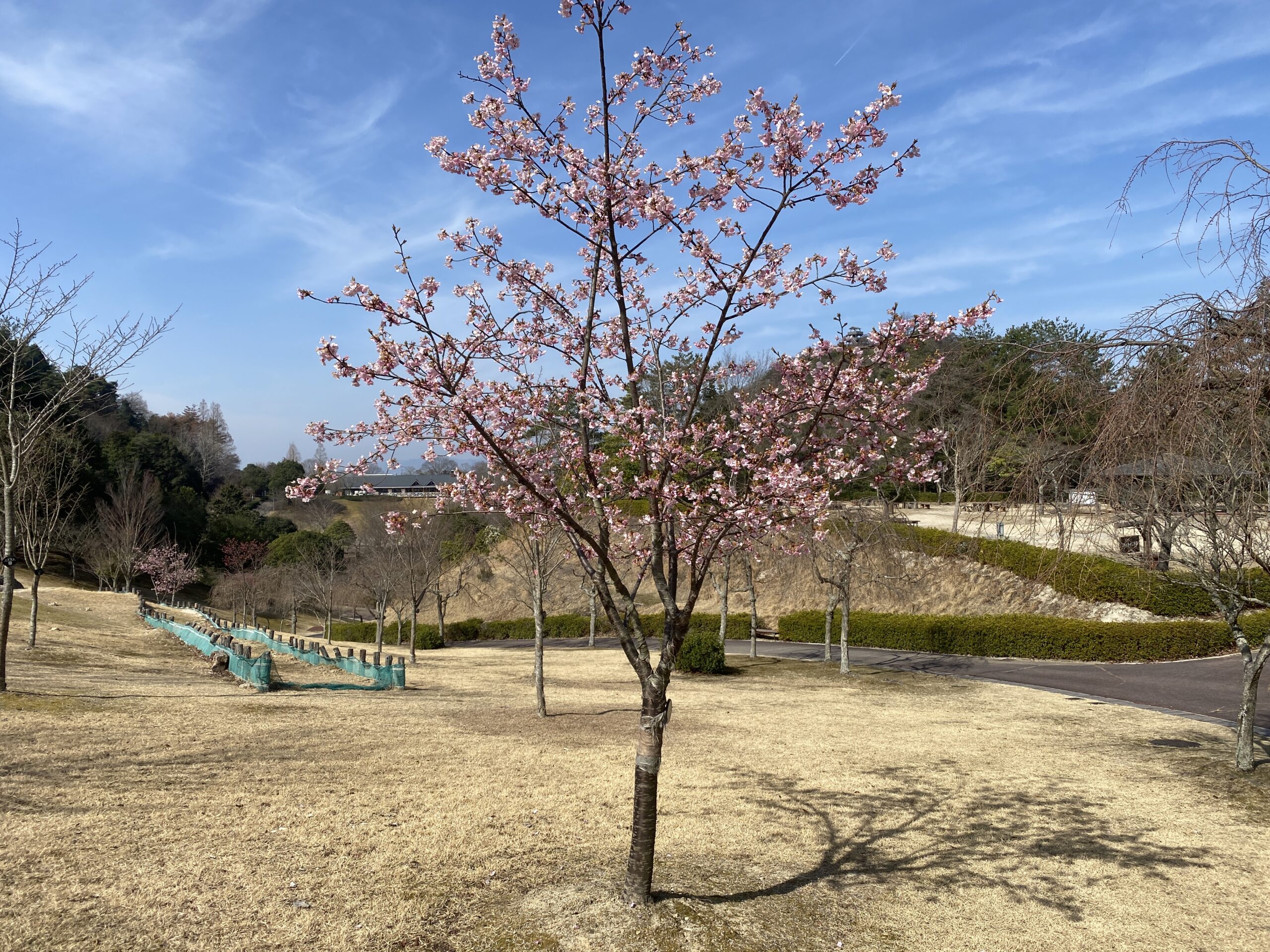 カワヅザクラ　デイキャンプ場前