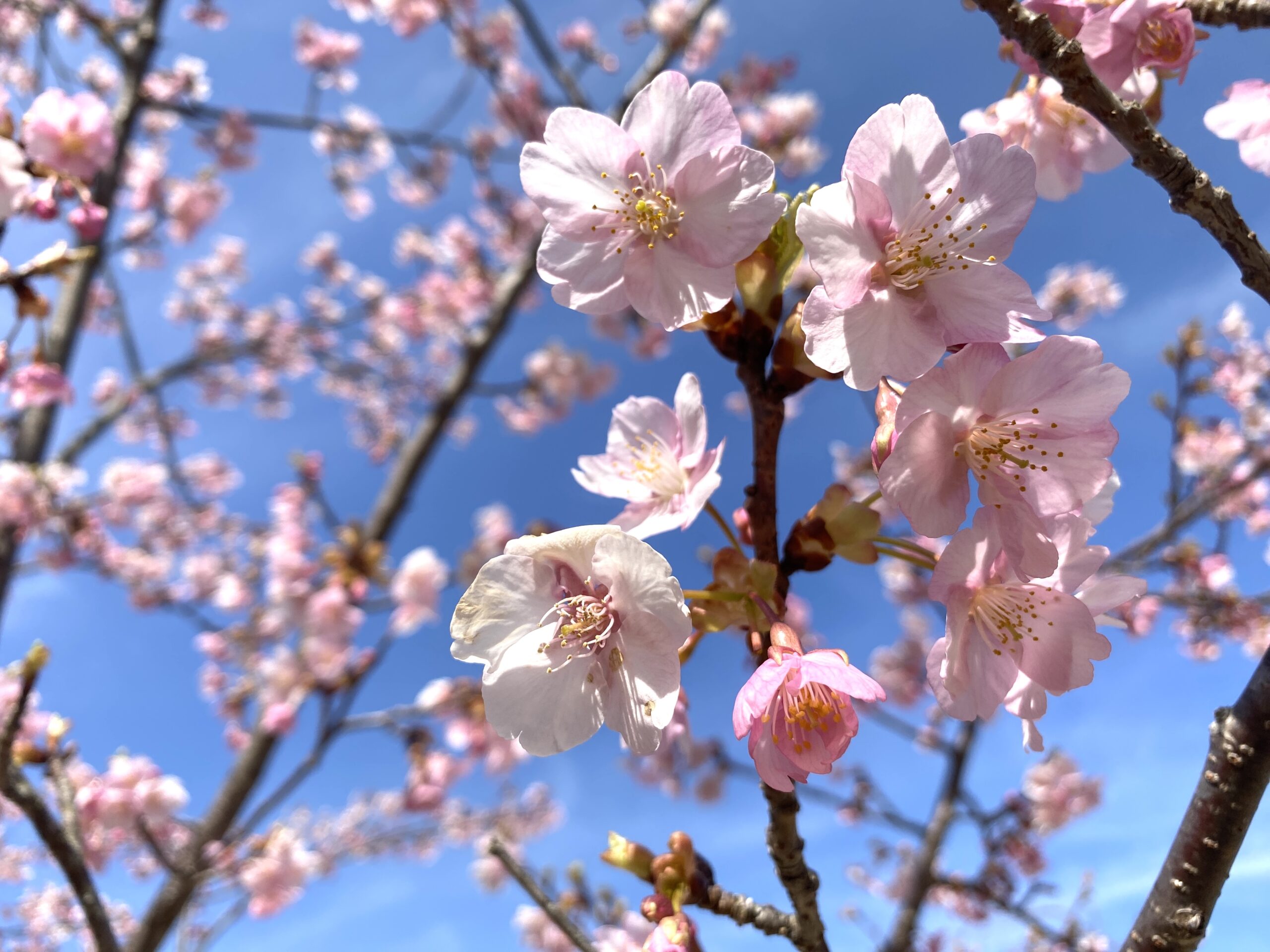 カワヅザクラ　デイキャンプ場前