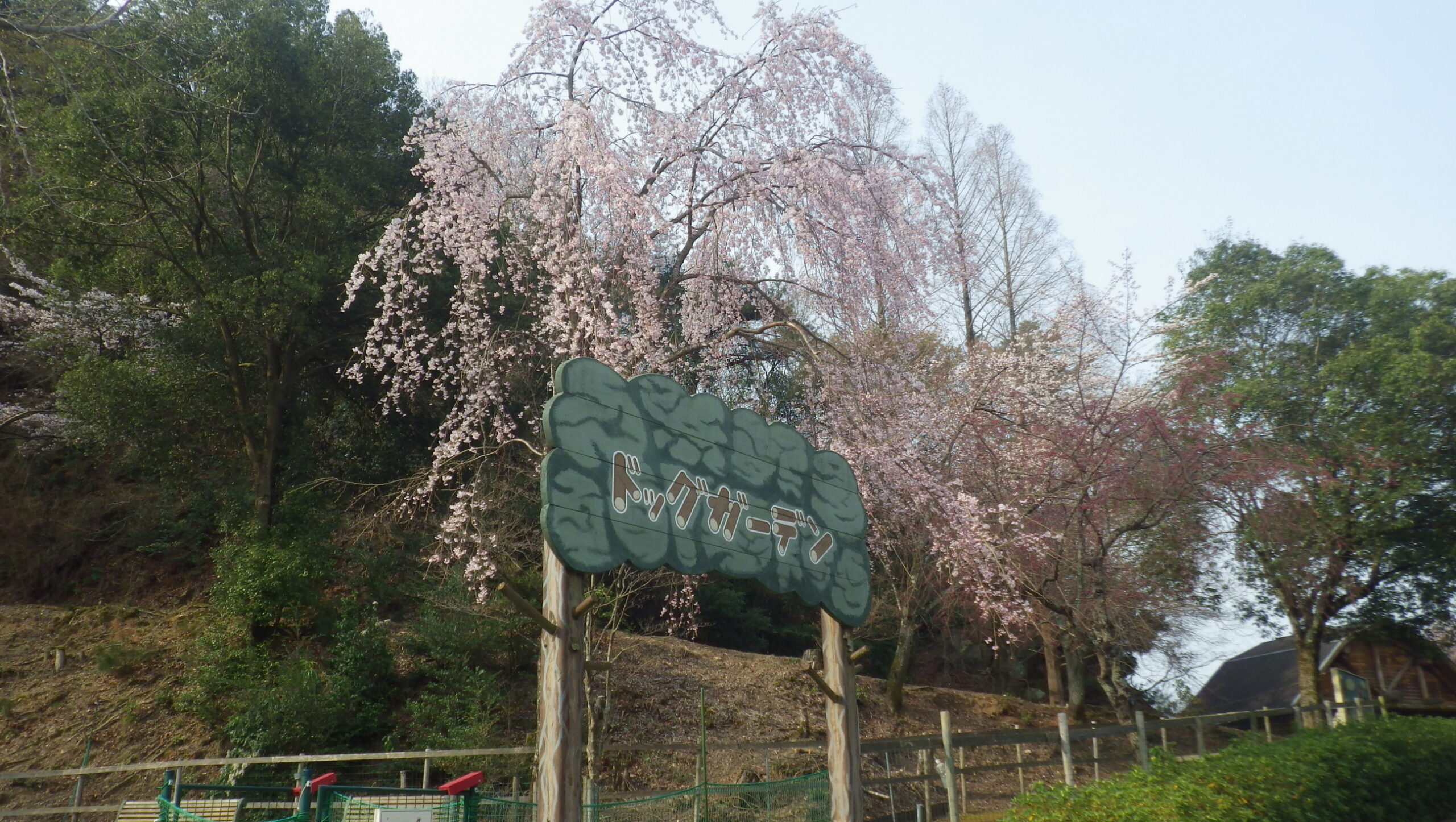 シダレザクラ　ドッグガーデン