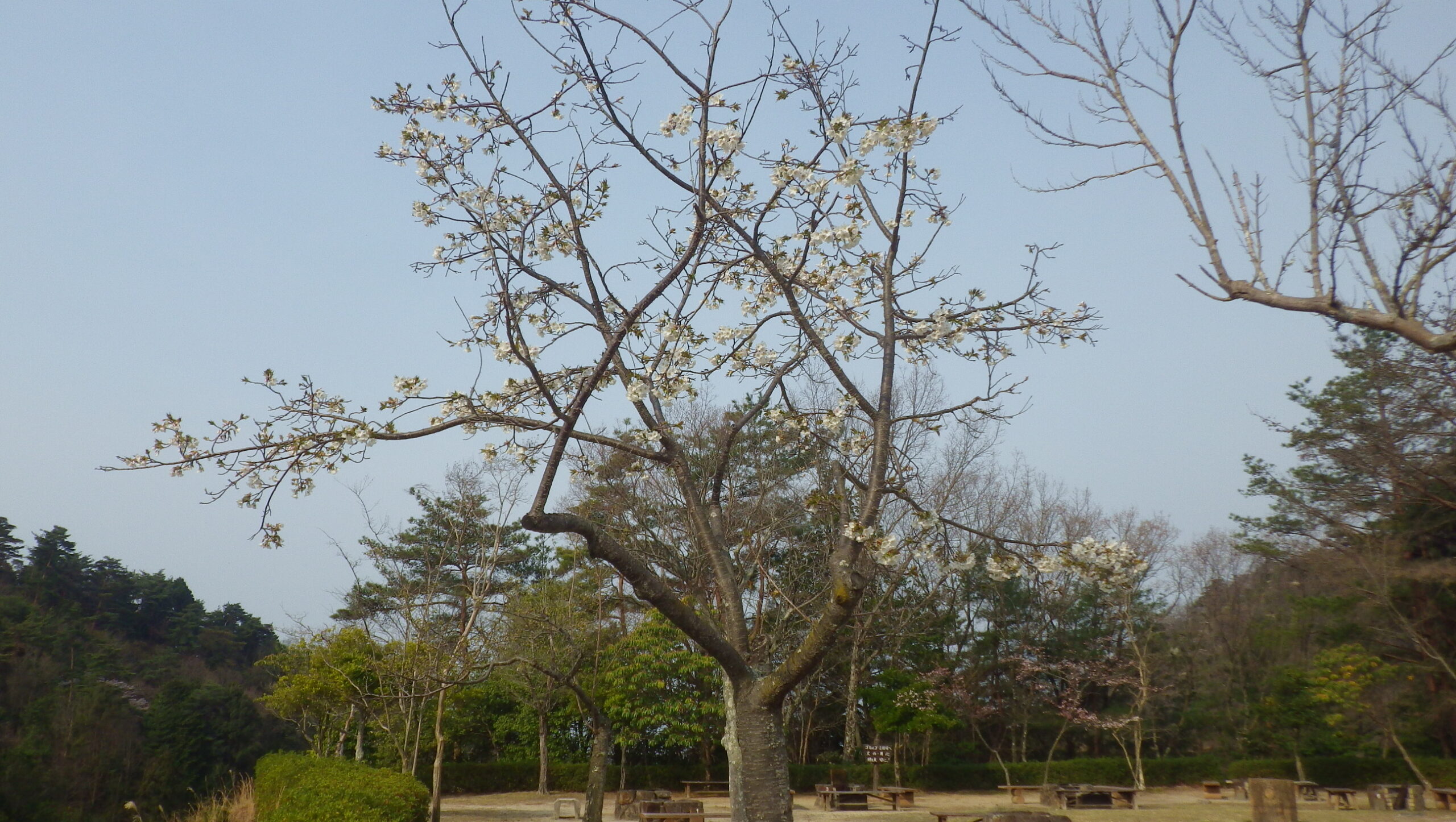 オオシマザクラ　デイキャンプ場