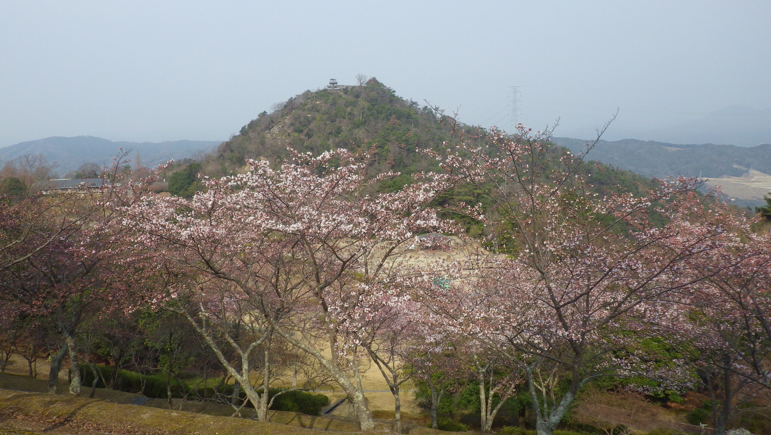 ソメイヨシノ　芝生広場の外周路