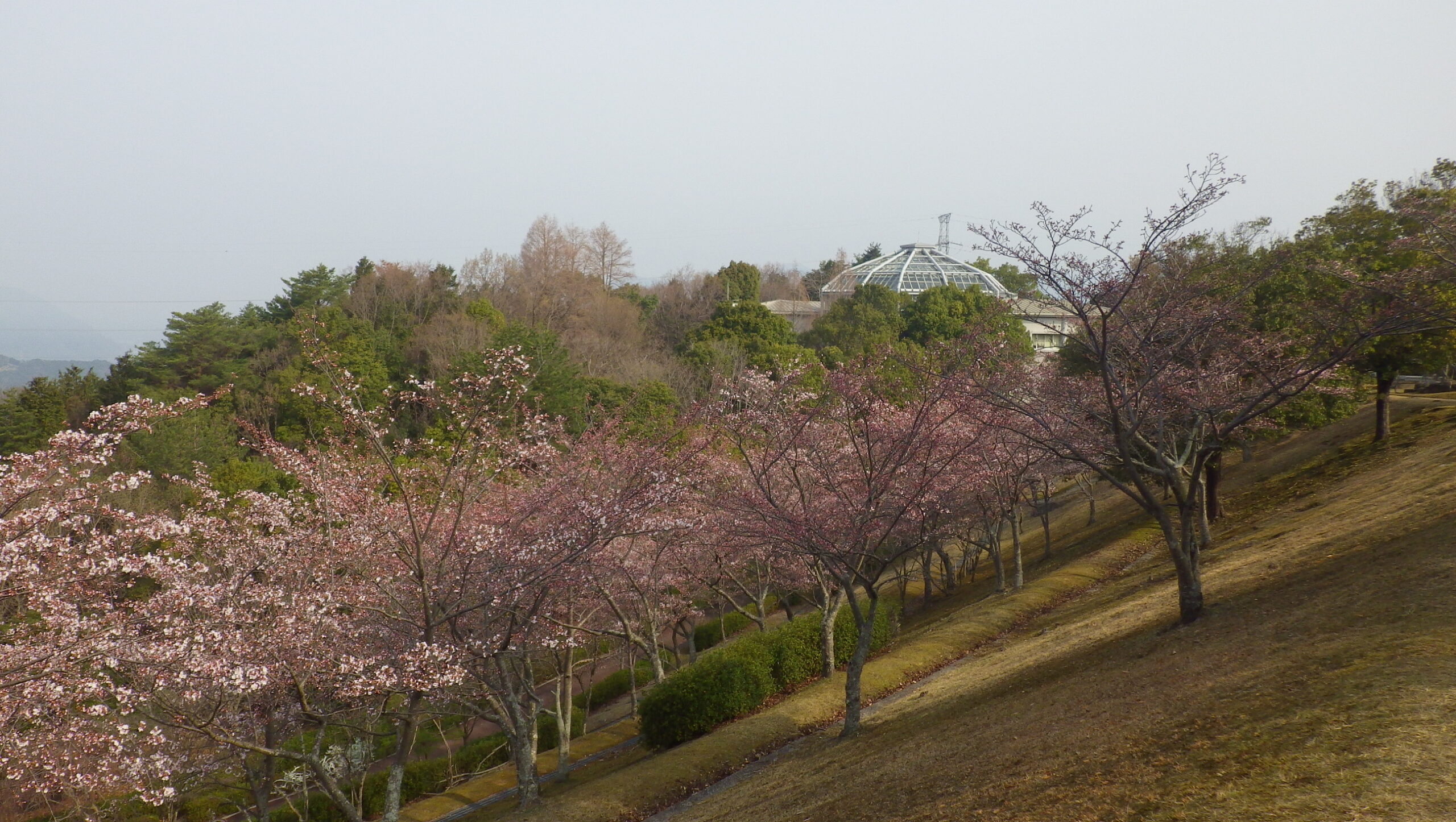 ソメイヨシノ　芝生広場の外周路　